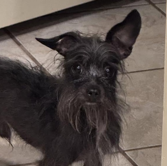 Enlarge Sir Tiny, an adopted mixed breed in Yukon, OK image 1/1