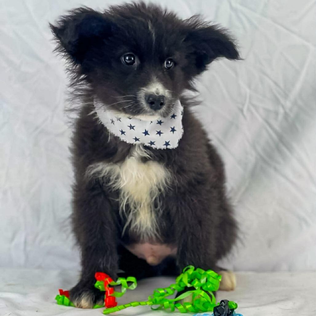 Enlarge Jeff, a Adoptable Black Mouth Cur in Lufkin, TX image 1/1