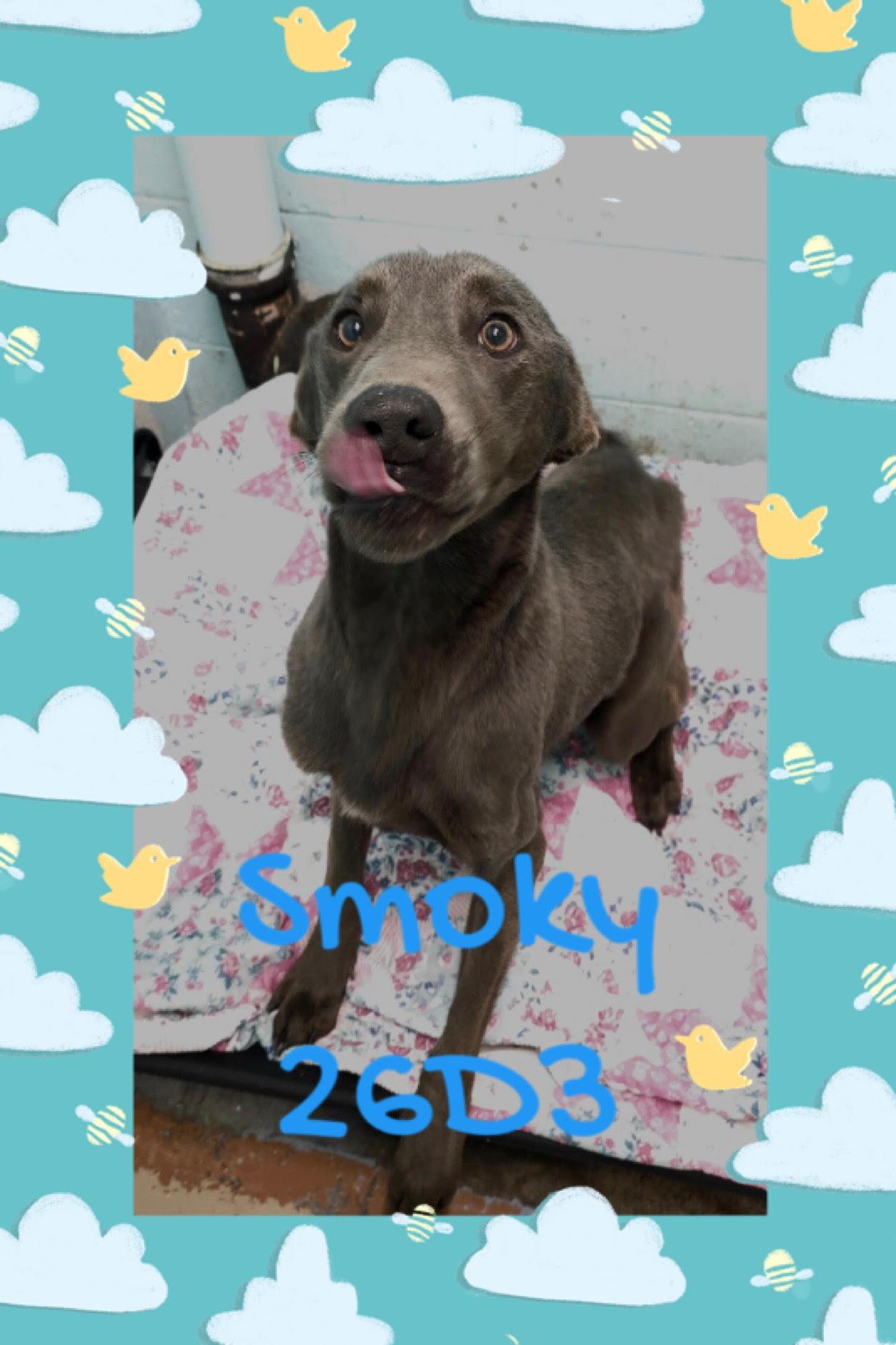 Smoky, Adoptable, Young Male Great Dane.