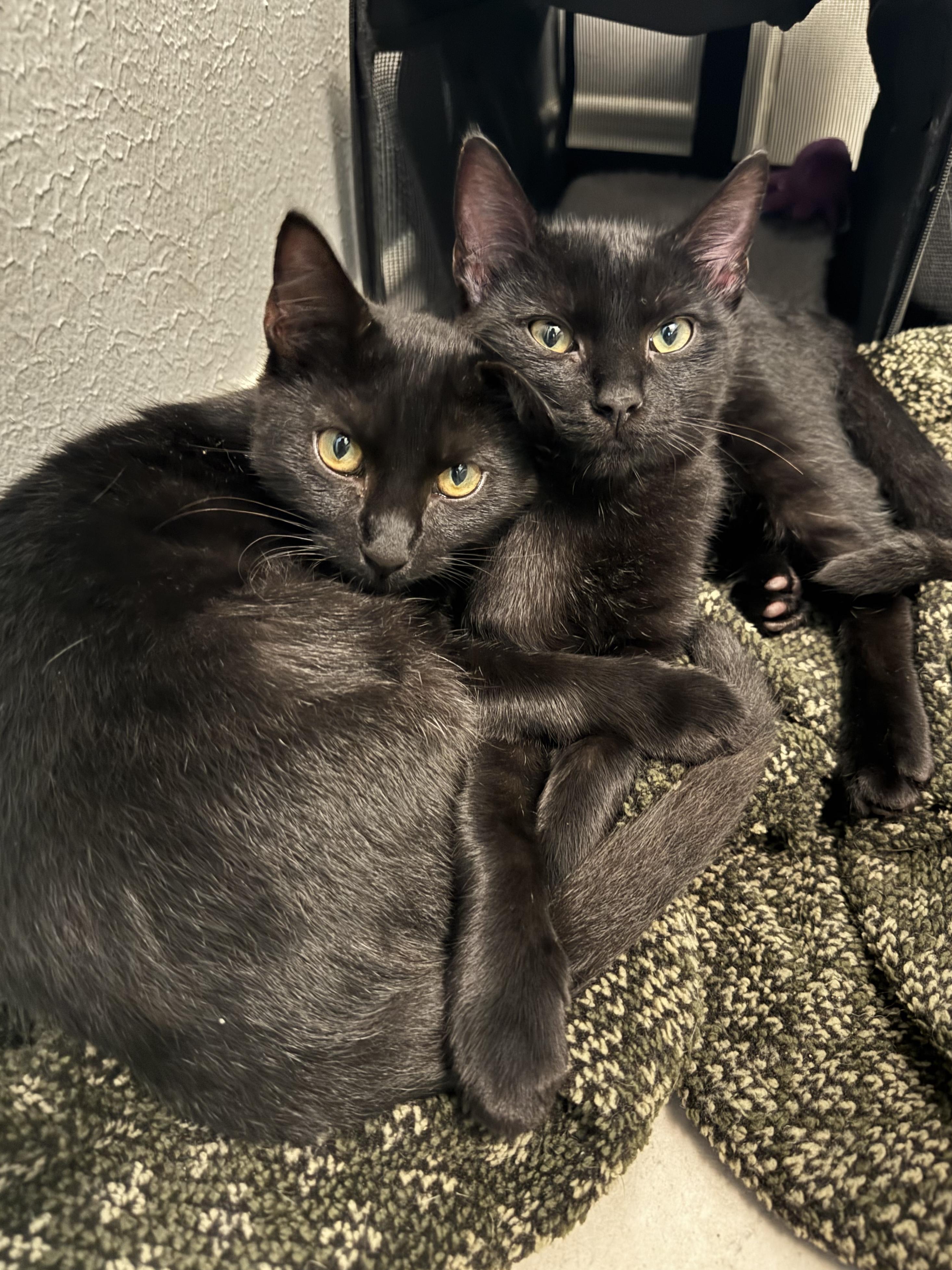 Enlarge Nox (Snuggles & Ragdoll Holds), a Adopted mixed breed in Houston, TX image 3/3
