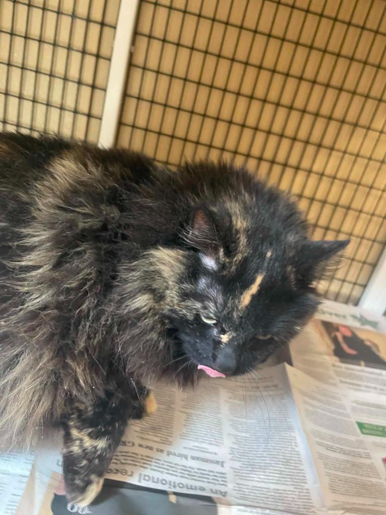Pippa, Adoptable, Adult Female Domestic Long Hair.