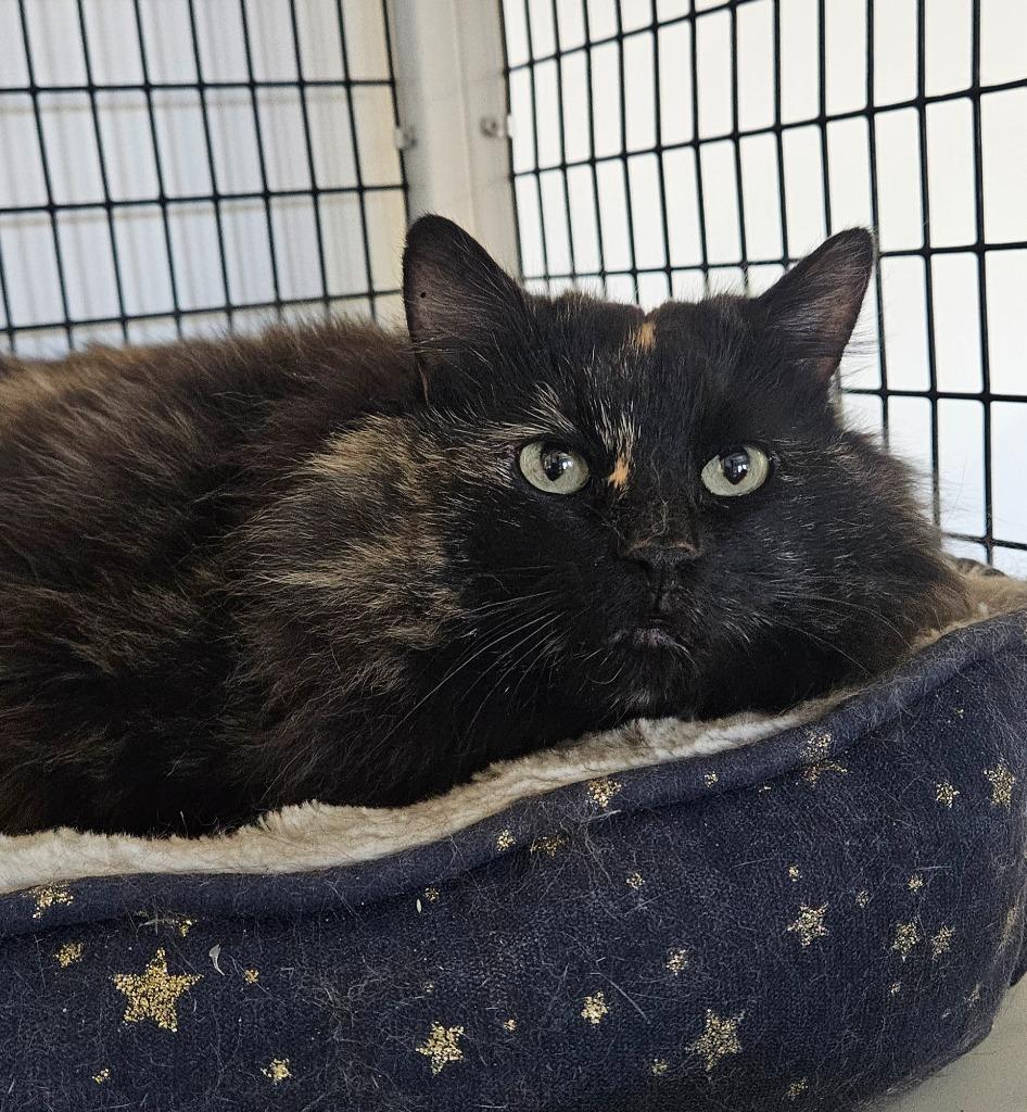 Enlarge Pippa, a Adoptable mixed breed in Green River, WY image 3/3