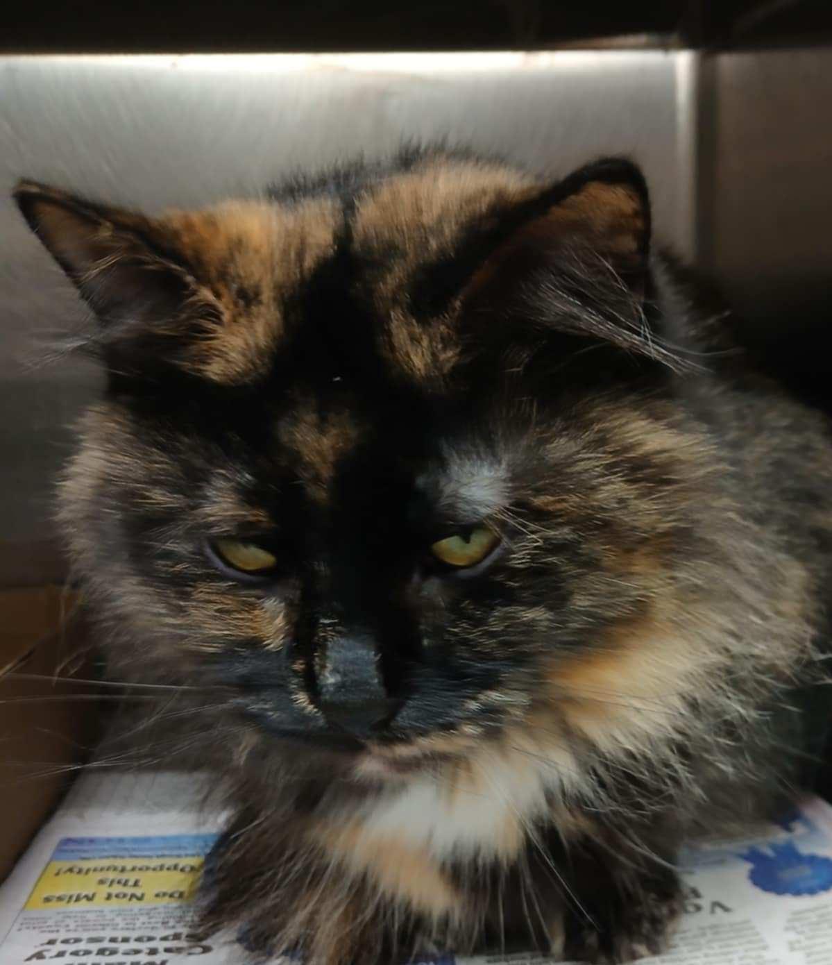 Enlarge Sugar, a Adoptable Domestic Medium Hair in Princeton, IN image 2/2