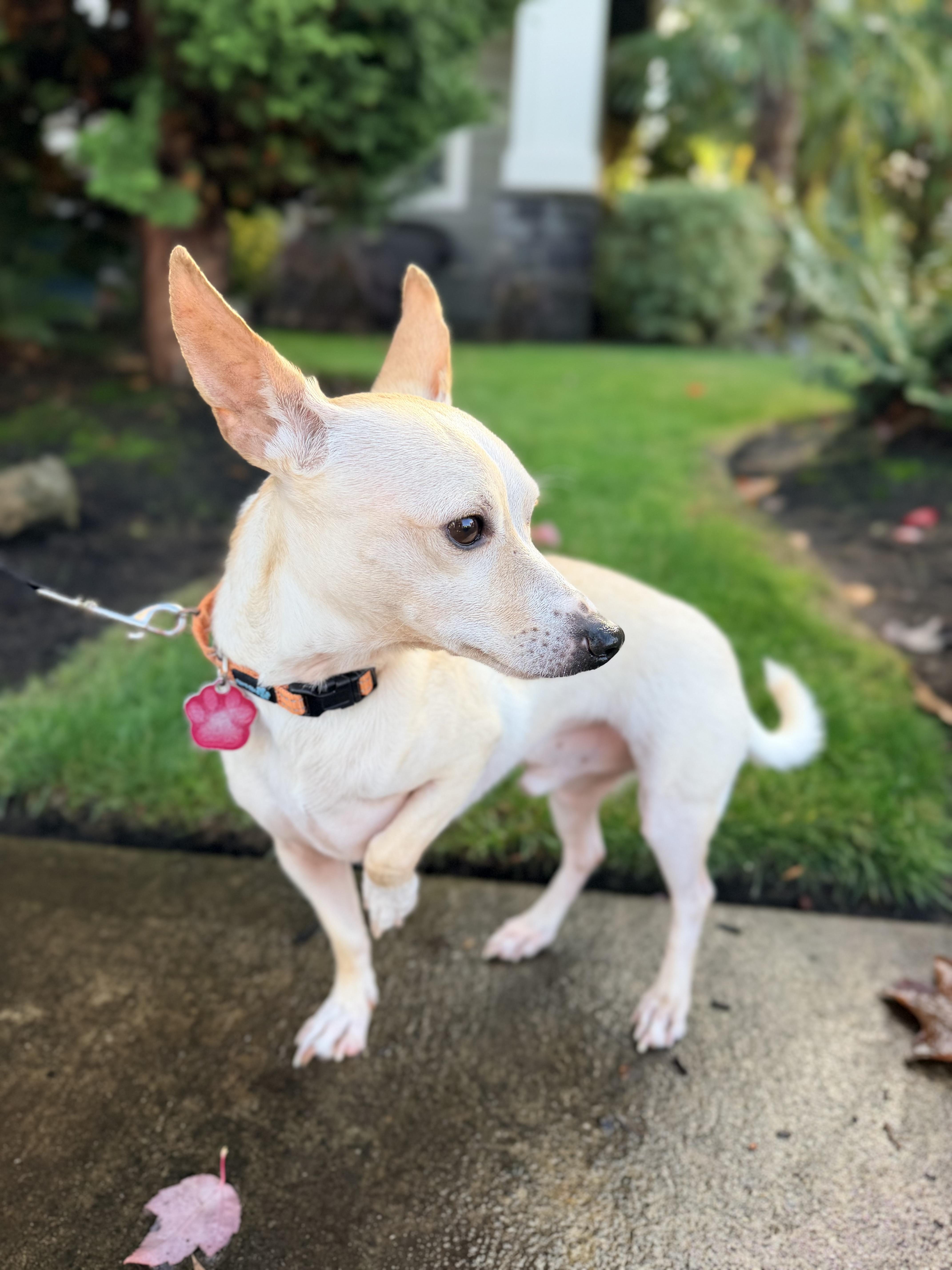 George, an adoptable mixed breed in Beavercreek, OR image 1/5
