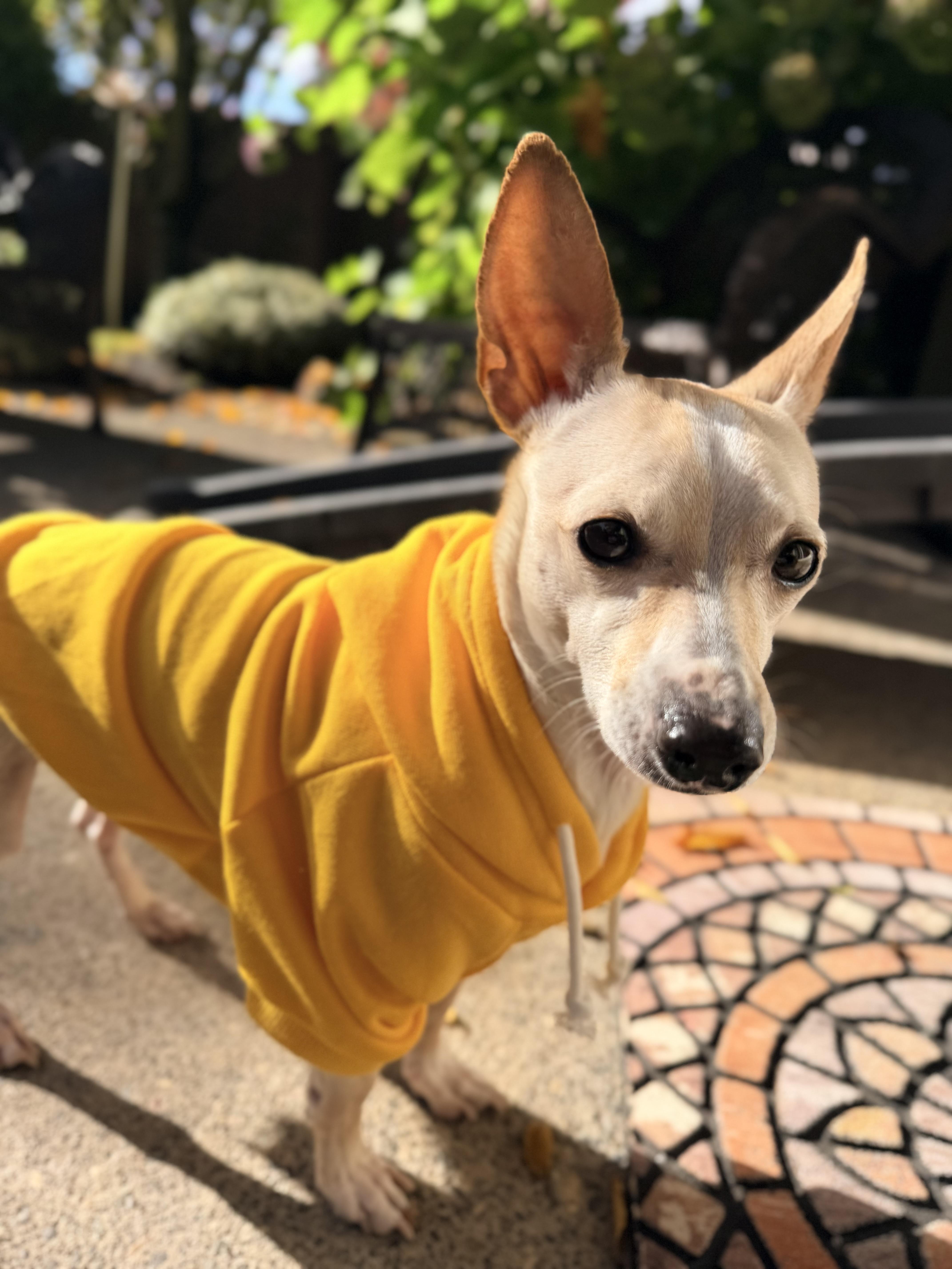 George, an adoptable mixed breed in Beavercreek, OR image 4/5