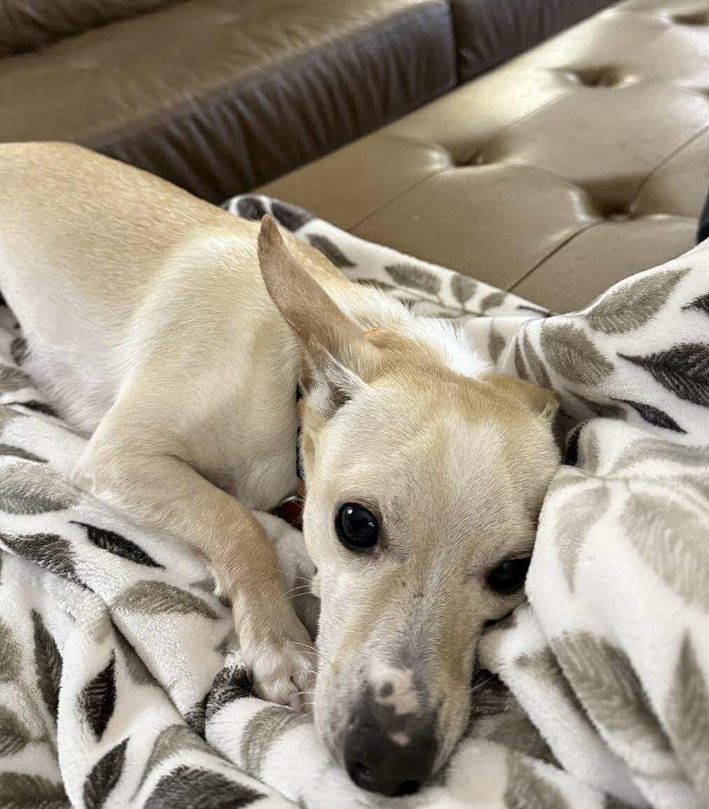 George, an adoptable Chihuahua in Beavercreek, OR, 97004 | Photo Image 2