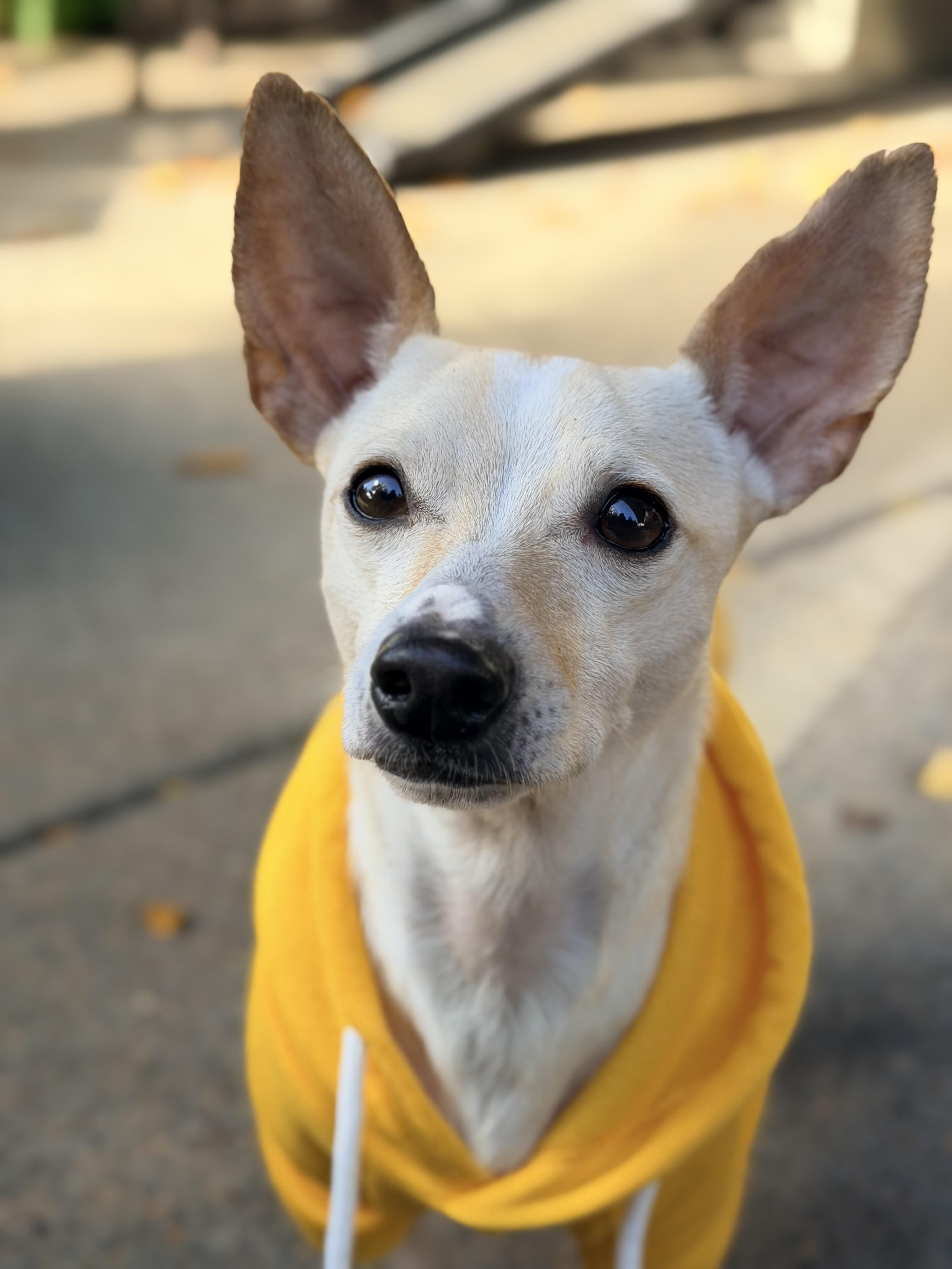 George, an adoptable mixed breed in Beavercreek, OR image 3/5