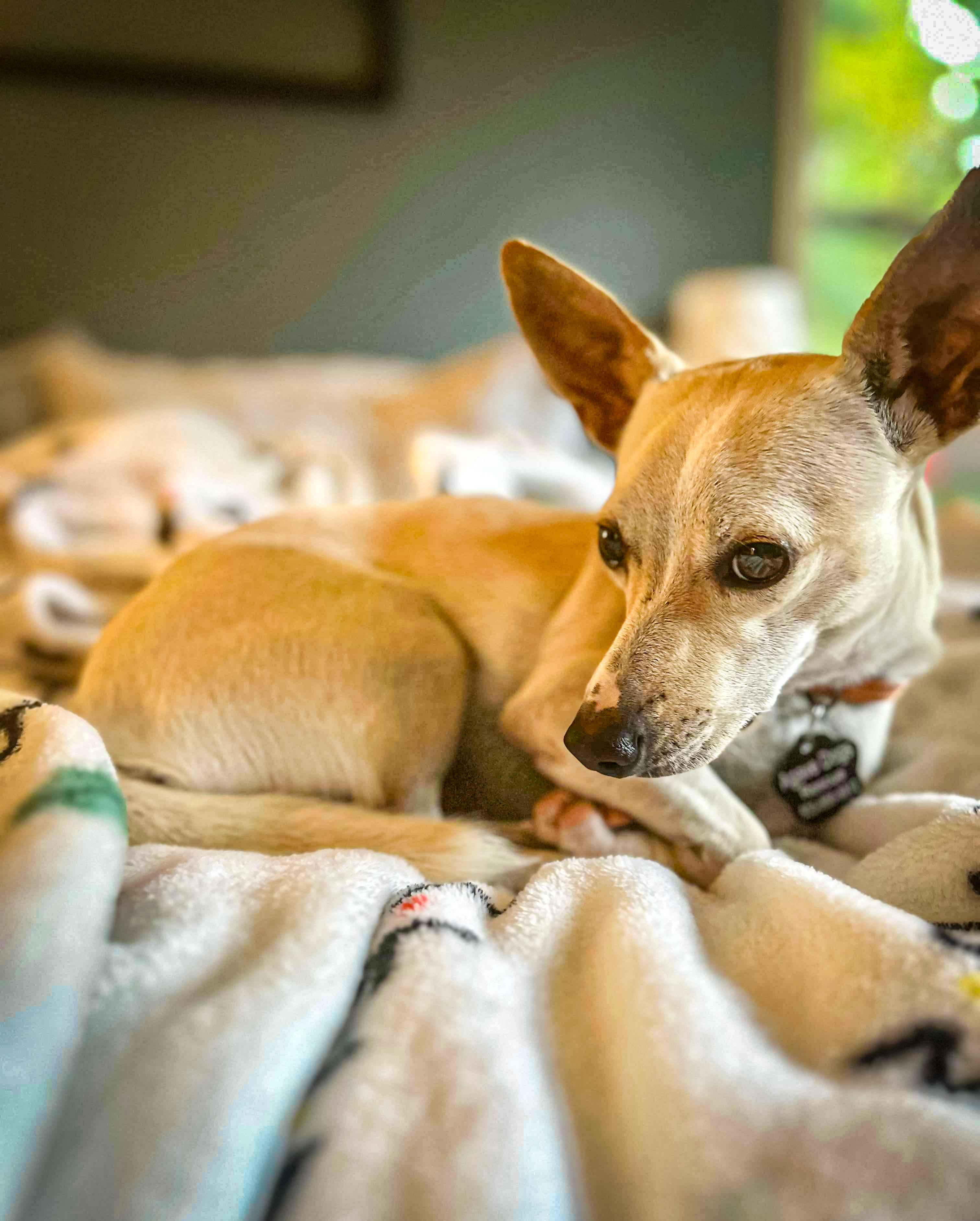 George, an adoptable Chihuahua in Beavercreek, OR, 97004 | Photo Image 1