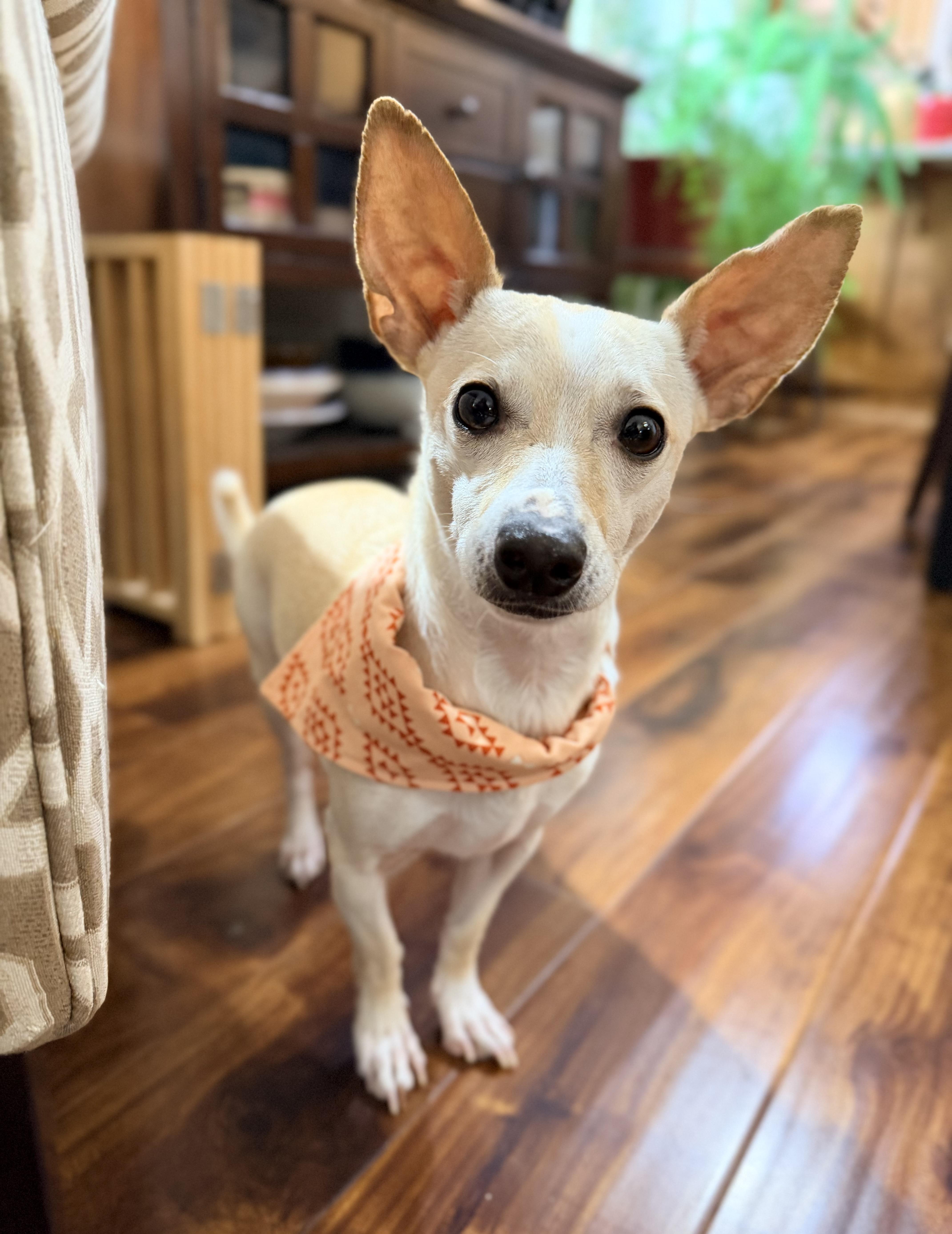 George, an adoptable mixed breed in Beavercreek, OR image 5/5