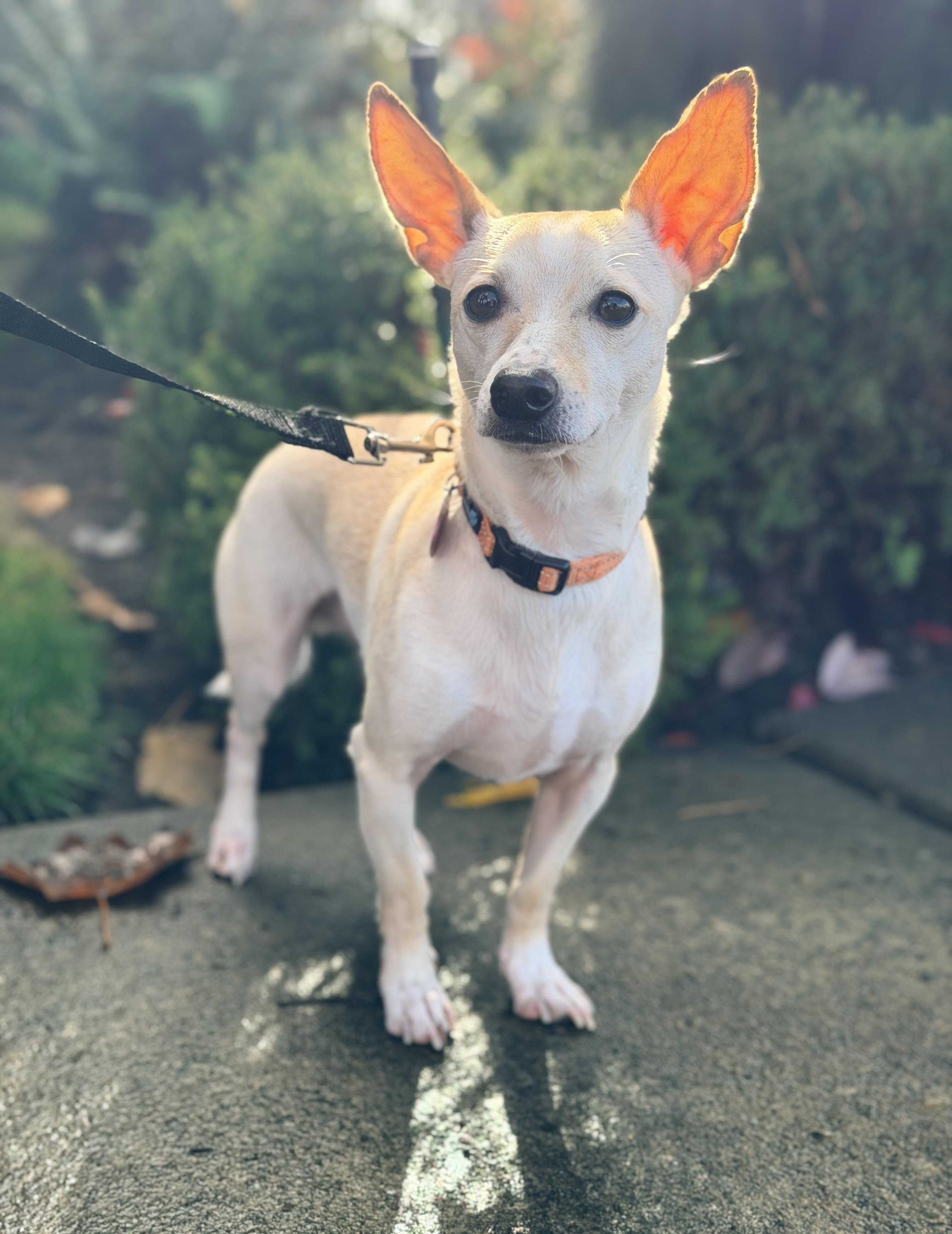 George, an adoptable Chihuahua in Beavercreek, OR, 97004 | Photo Image 2