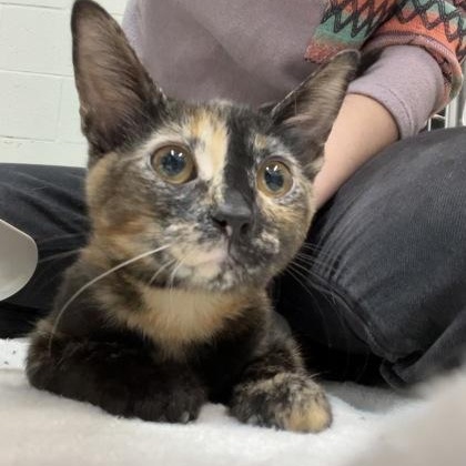 Enlarge Hallow, a Adopted mixed breed in Rapid City, SD image 1/1