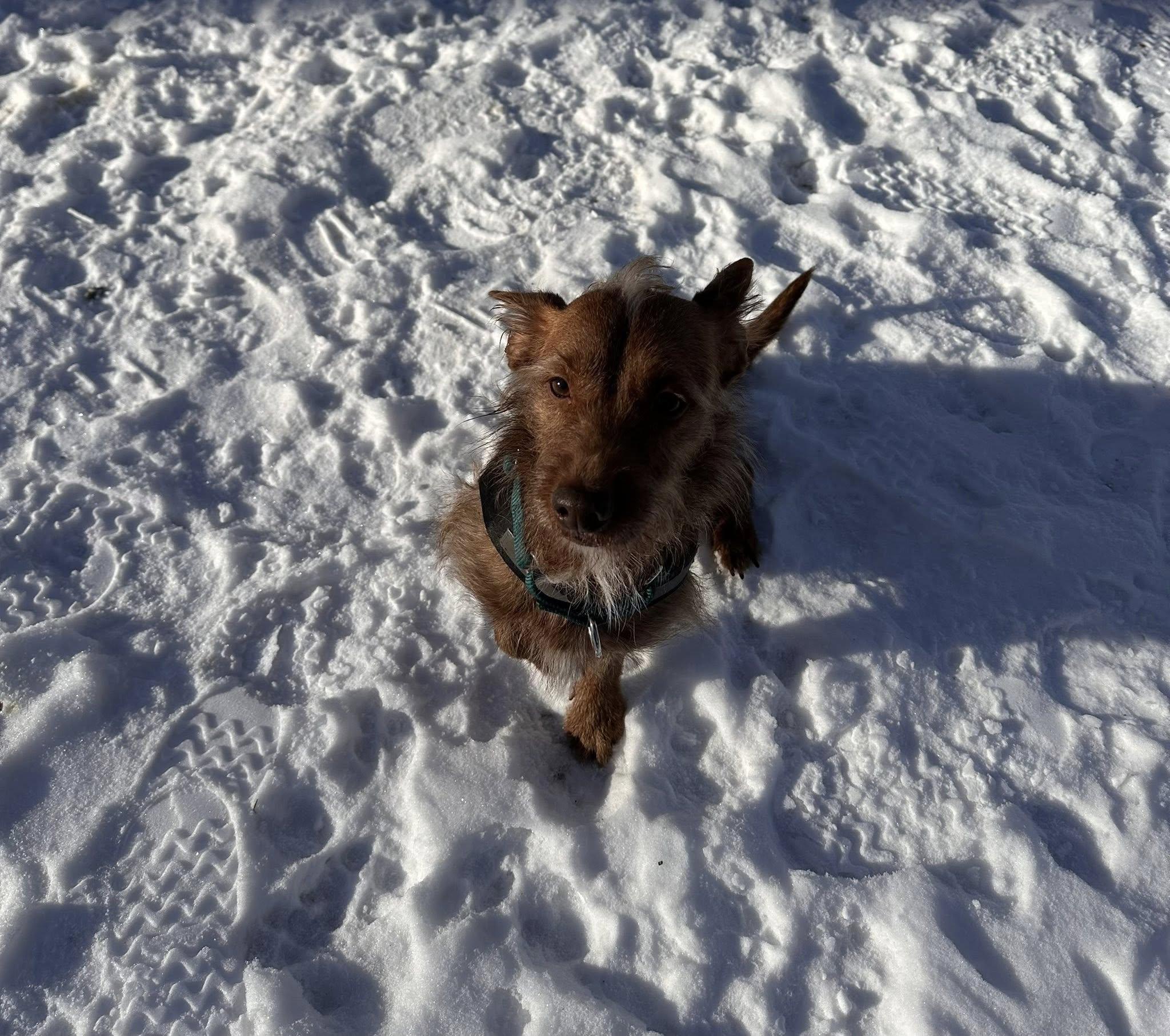 Enlarge Willoughby, a ADOPTABLE mixed breed in Torrington, CT image 2/4