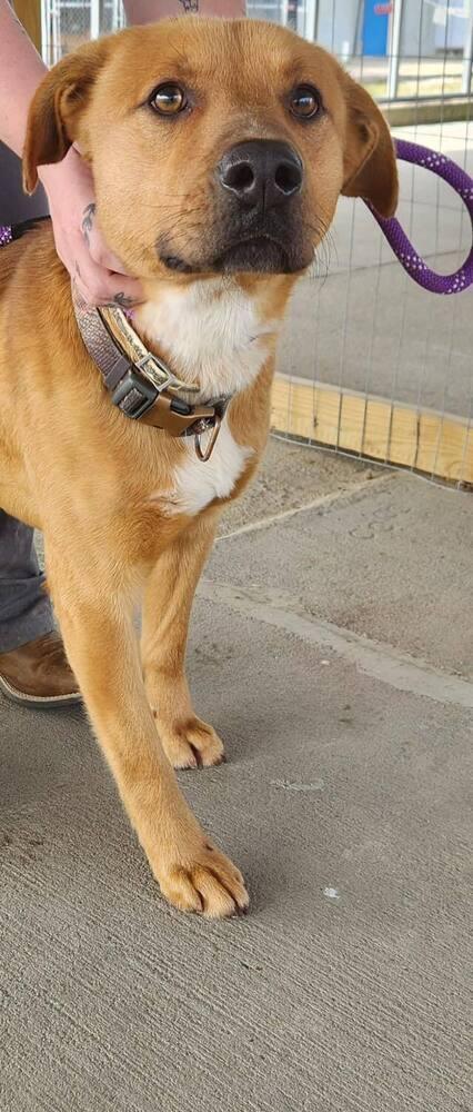 Enlarge Chevy, a Adoptable mixed breed in Bolivar, MO image 1/1