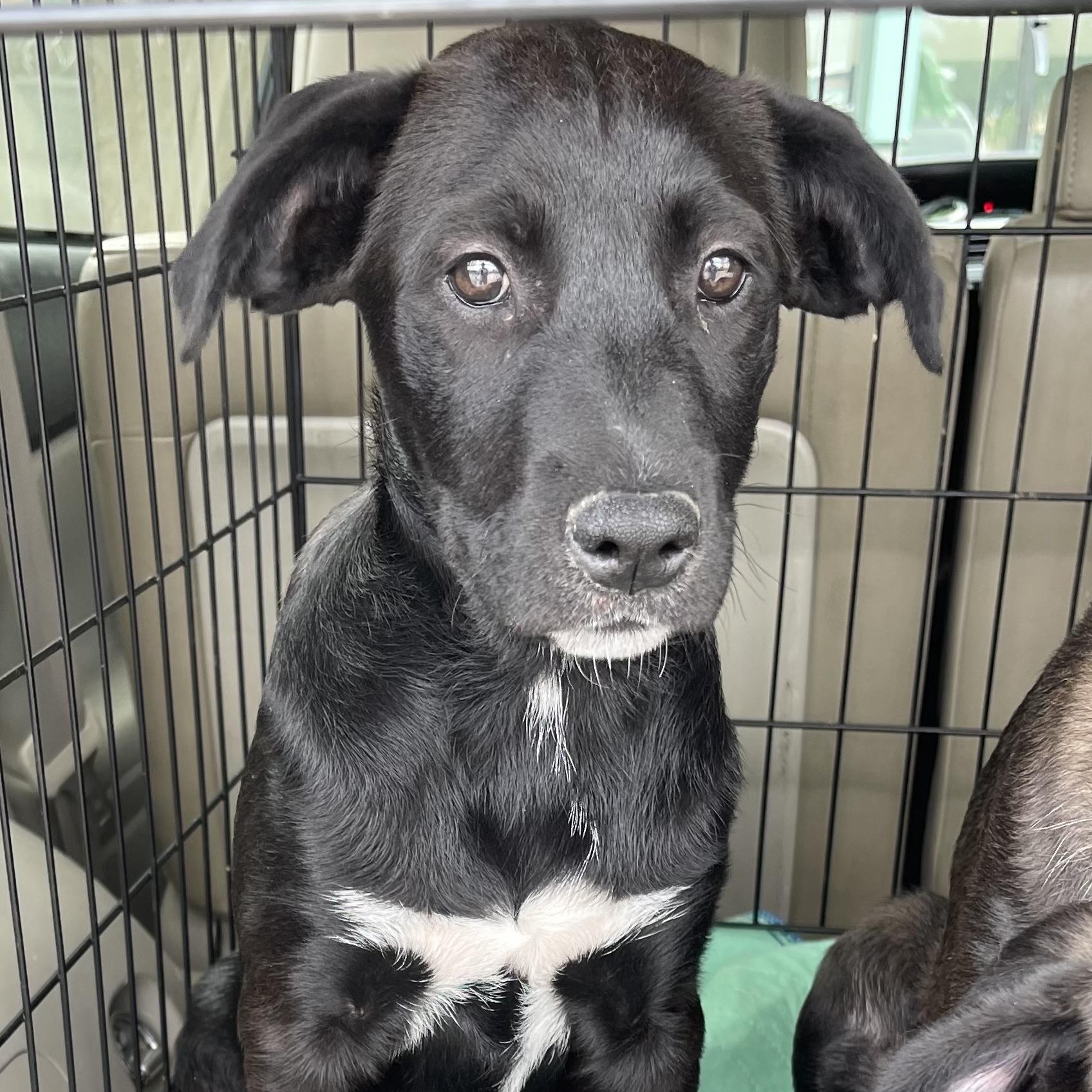 Enlarge Starfruit, a Adoptable mixed breed in Krum, TX image 2/6
