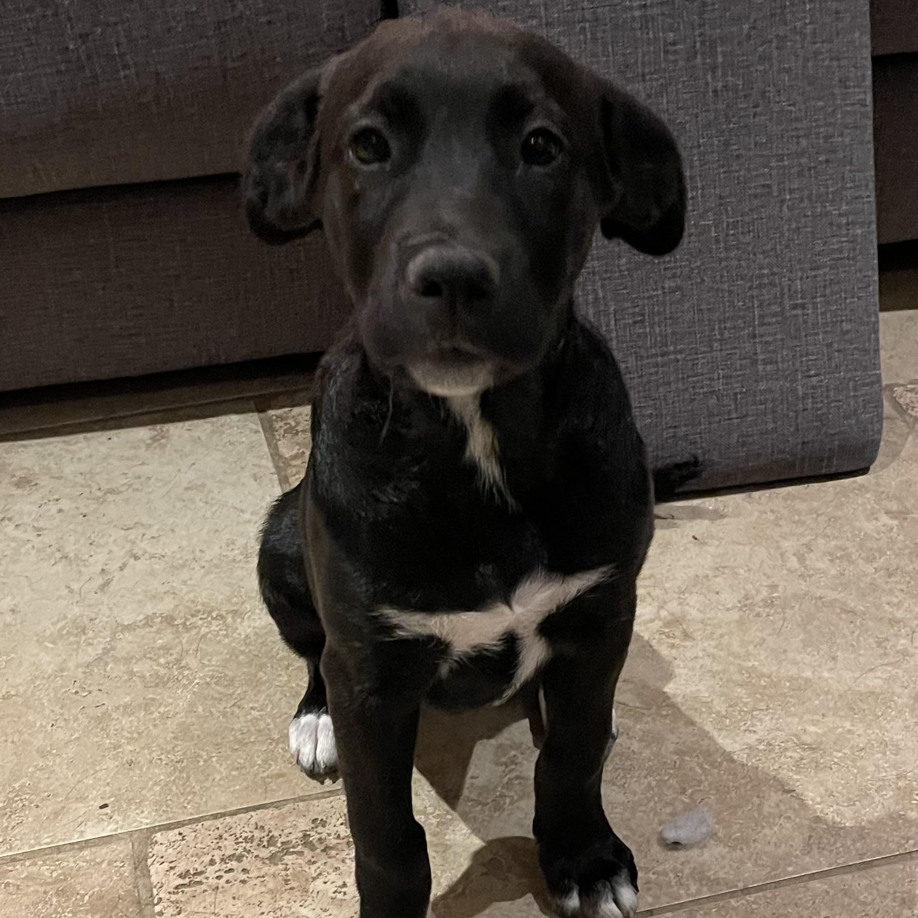 Enlarge Starfruit, a Adoptable mixed breed in Krum, TX image 5/6