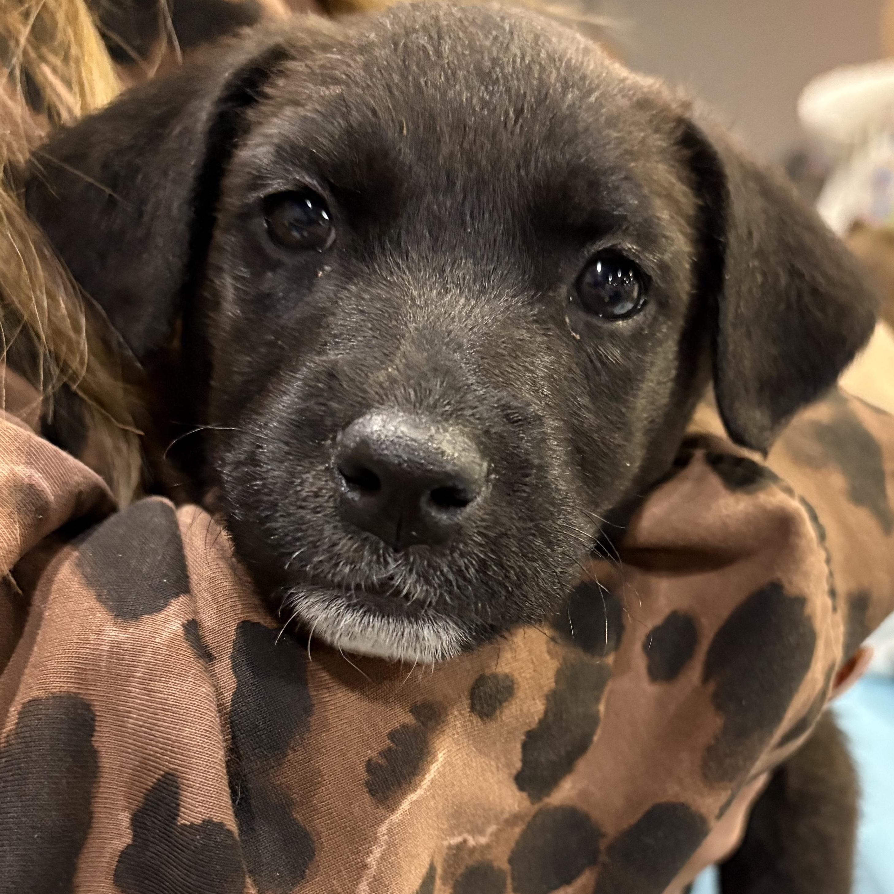 Enlarge Starfruit, a Adoptable mixed breed in Krum, TX image 4/6