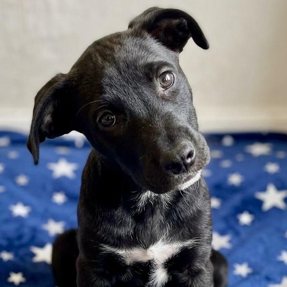 Starfruit, Adoptable, Puppy Female Doberman Pinscher & Great Pyrenees.