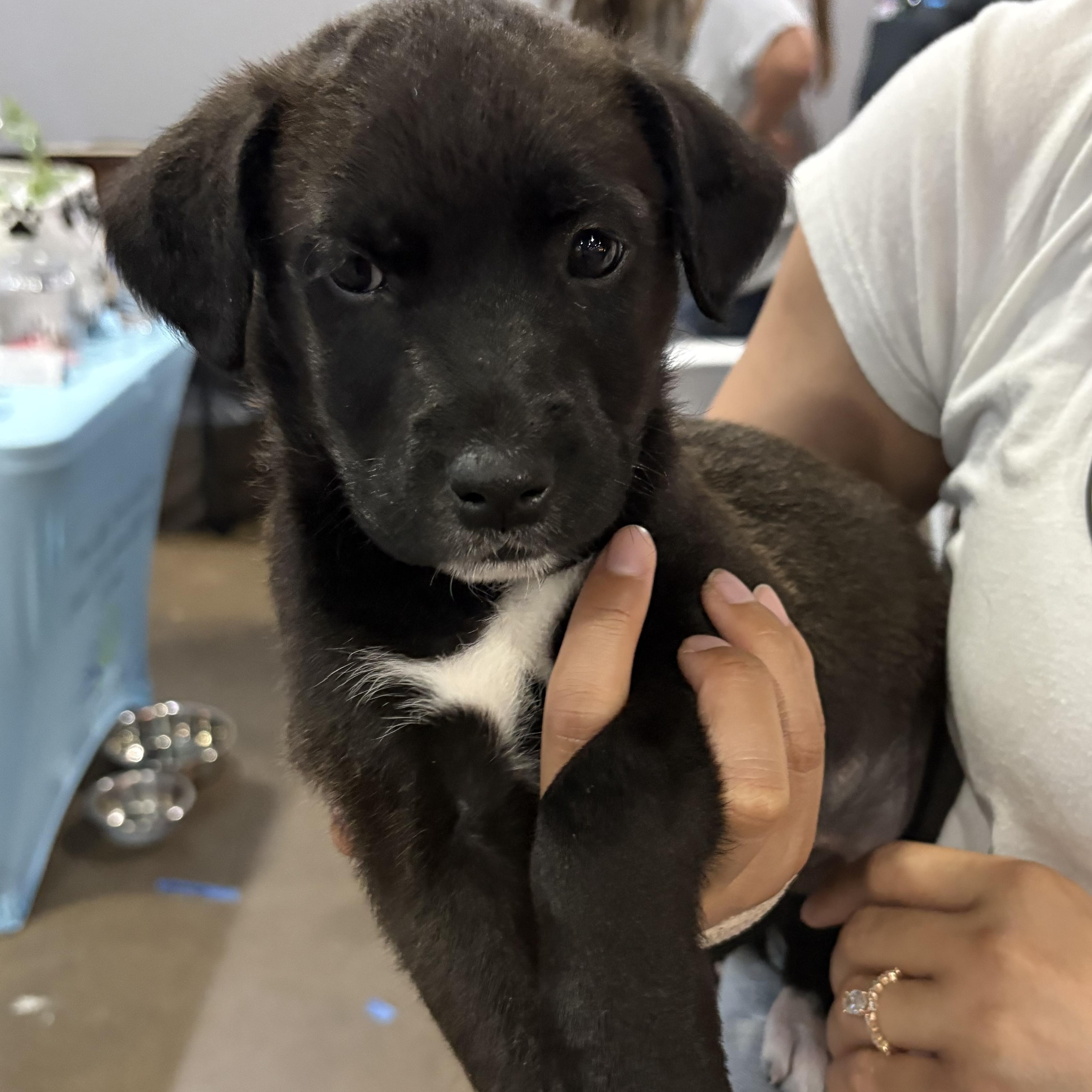 Enlarge Starfruit, a Adoptable mixed breed in Krum, TX image 3/6