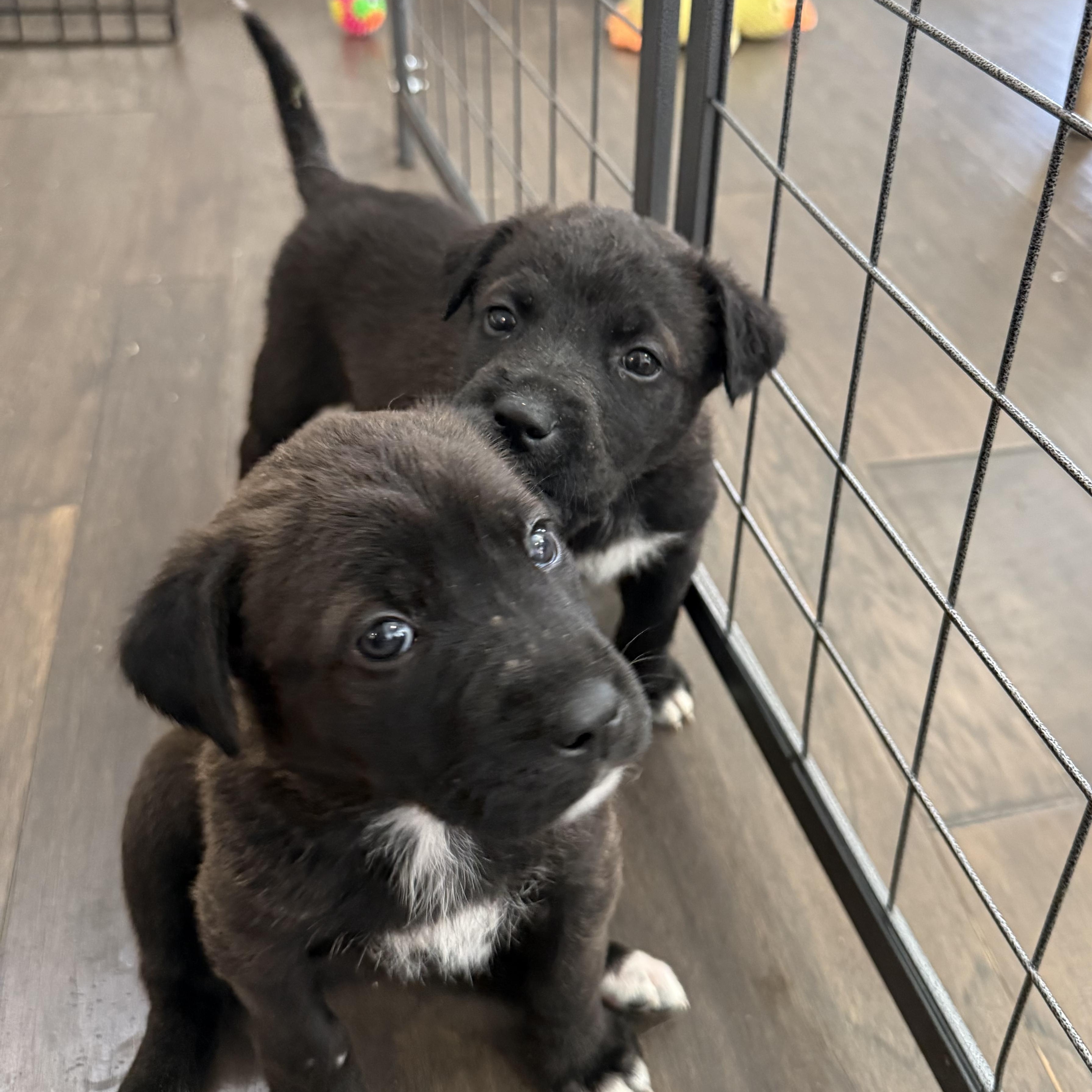 Enlarge Starfruit, a Adoptable mixed breed in Krum, TX image 6/6
