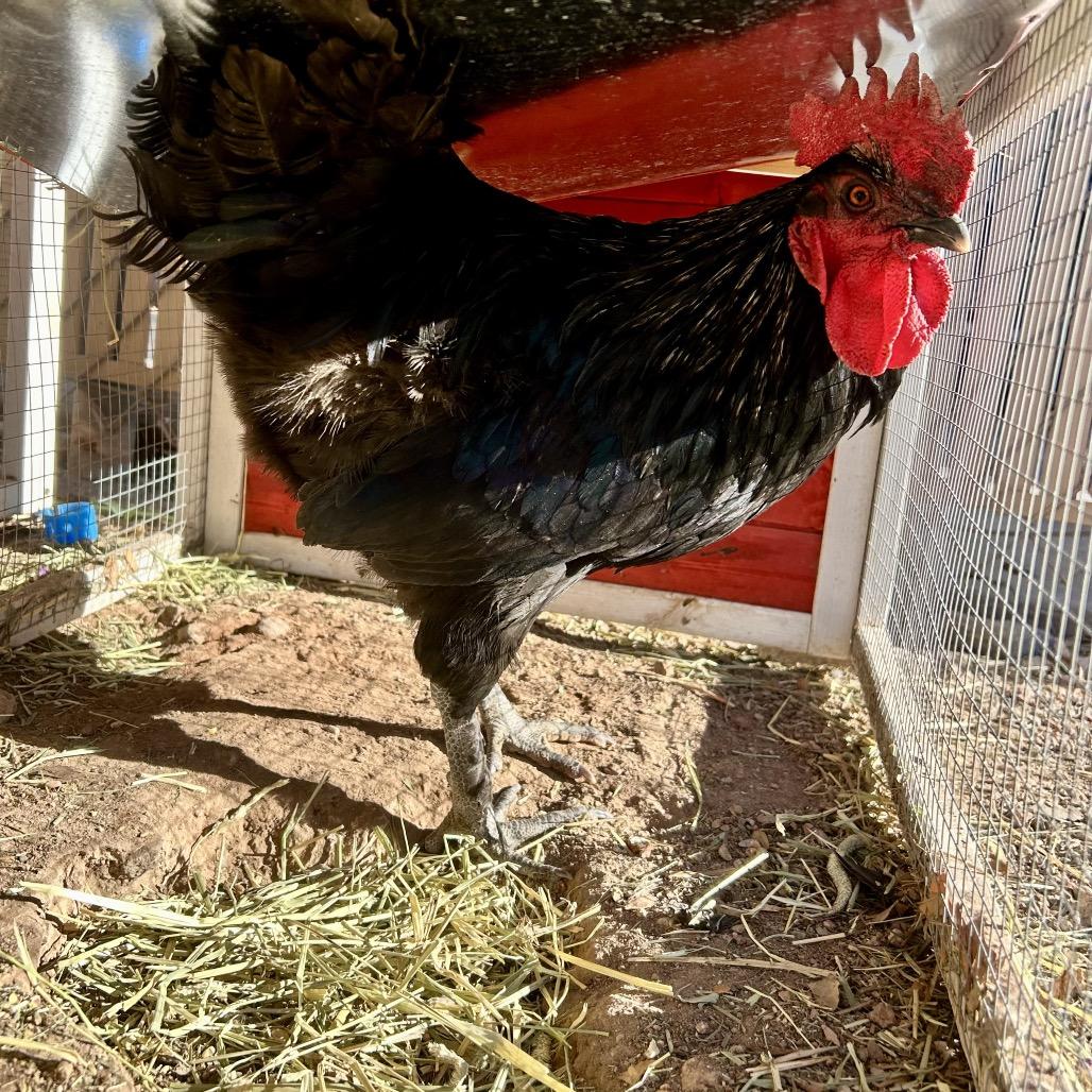 David, Adoptable, Baby Male Chicken.