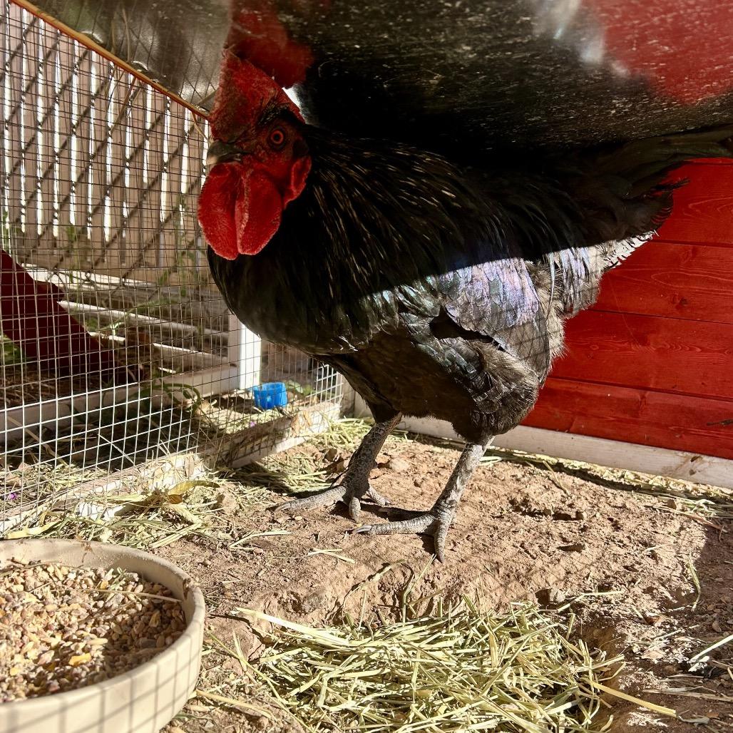 Enlarge David, a Adoptable Chicken in Henderson, NV image 2/2