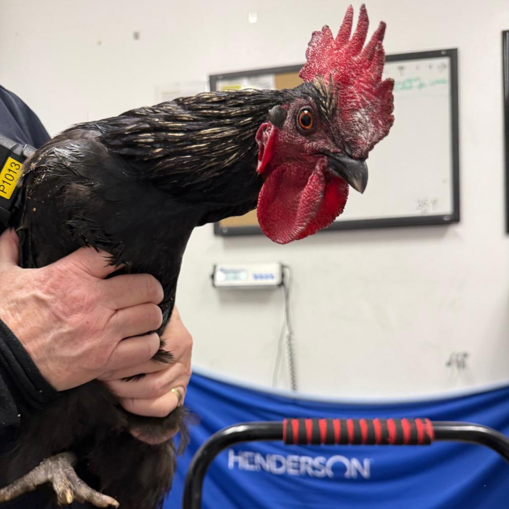 David, Adoptable, Baby Male Chicken.