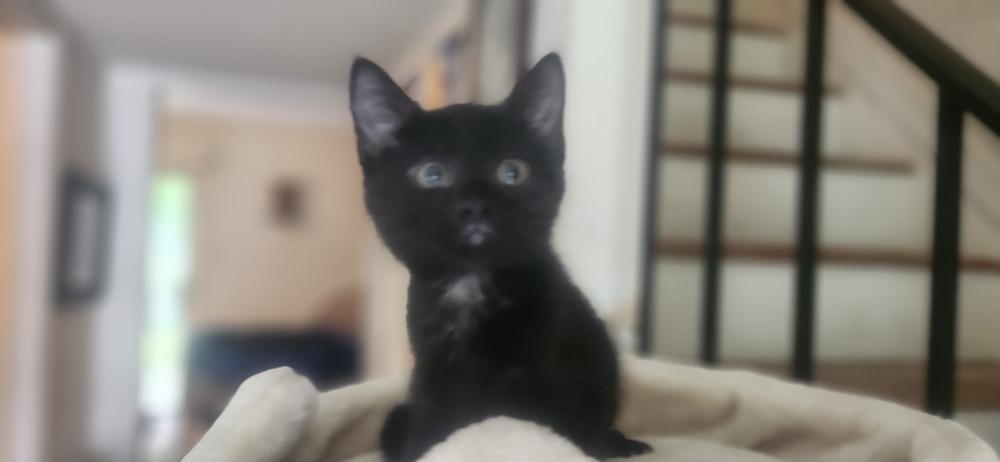 Wesley, a Adoptable Domestic Short Hair in Henrico, VA image 1/2