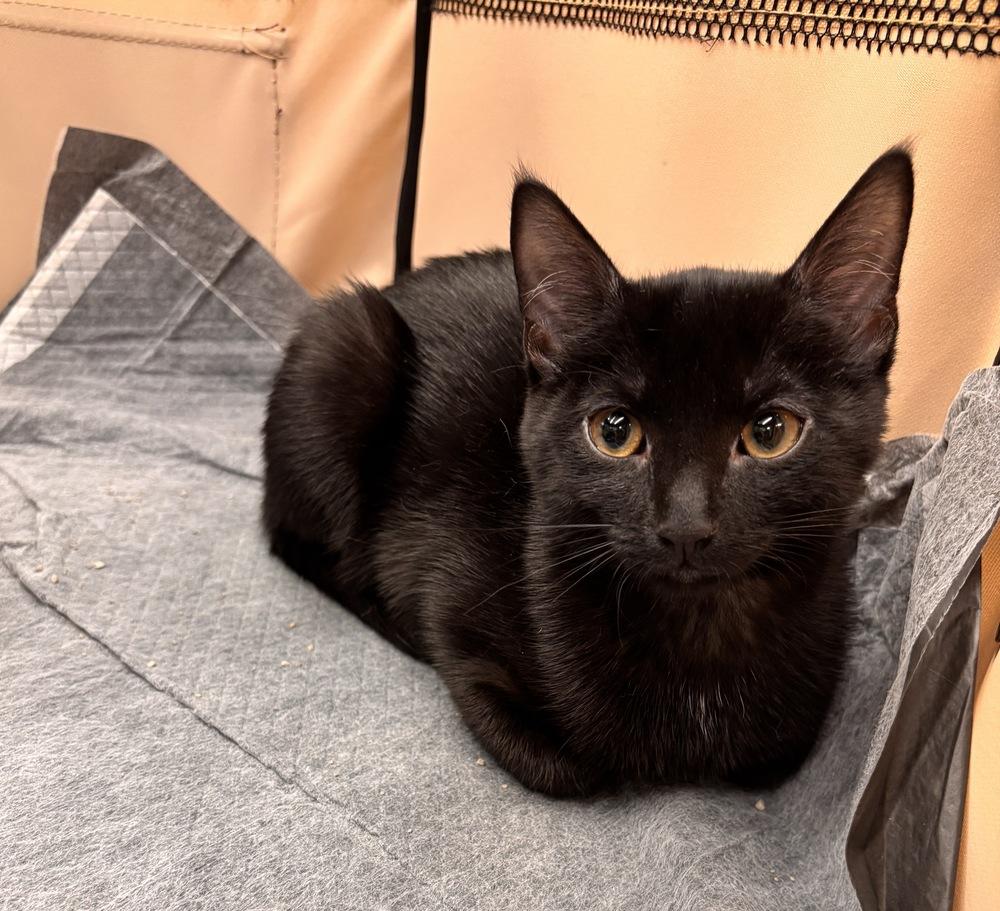 Wesley, a Adoptable Domestic Short Hair in Henrico, VA image 2/3