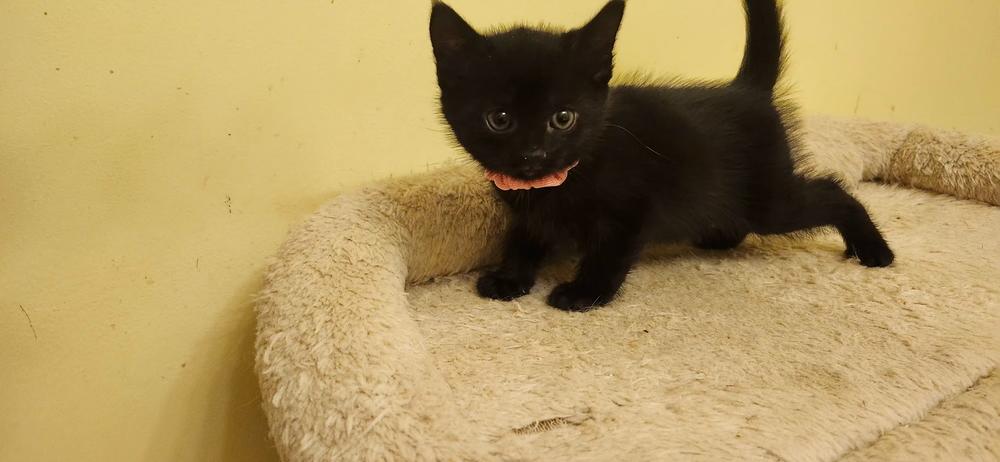 Wesley, a Adoptable Domestic Short Hair in Henrico, VA image 2/2