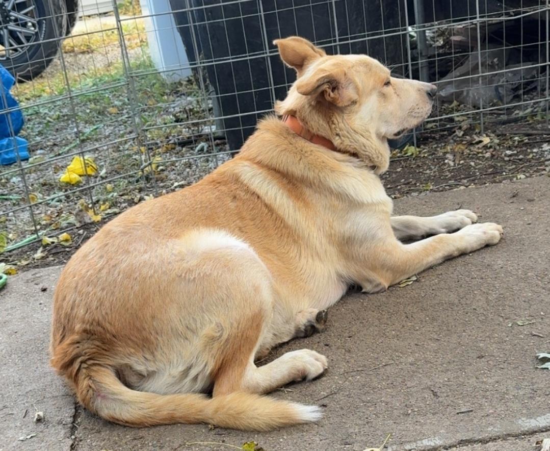 Enlarge Buddy, a ADOPTABLE mixed breed in Plattsmouth, NE image 3/3
