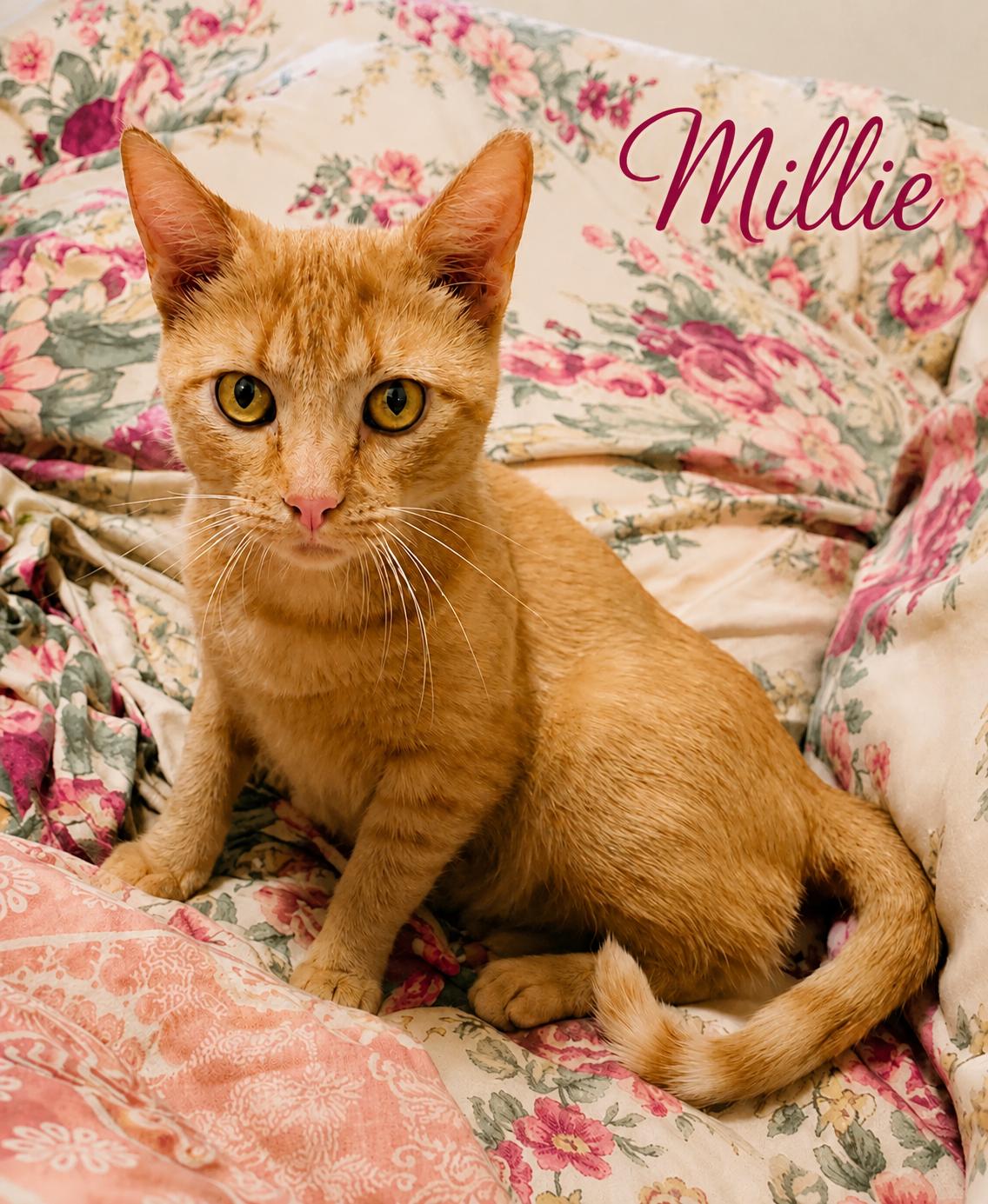 Millie (FCID# 04/08/2026 - 23 Millsboro PS), Adoptable, Adult Female Tabby.