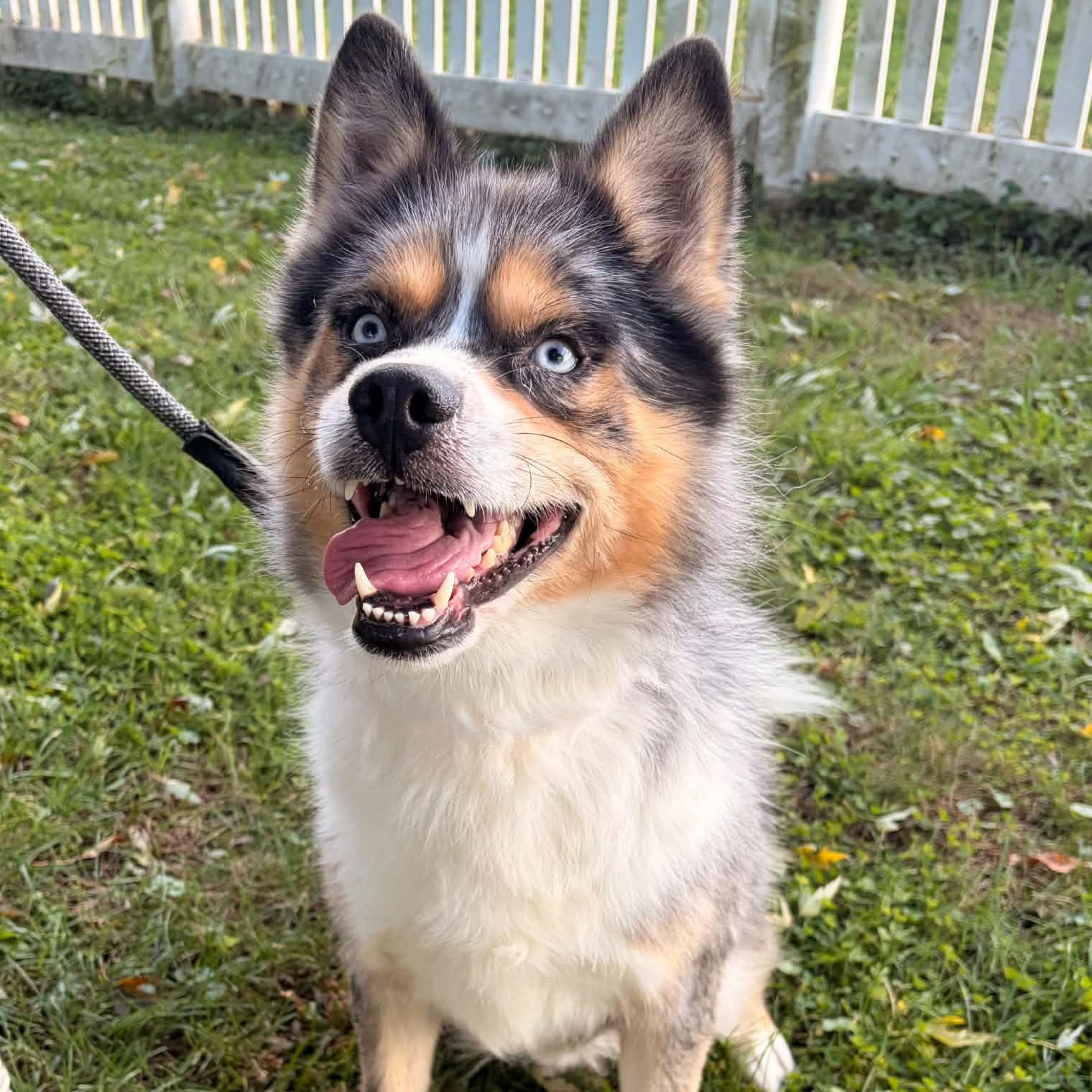 Enlarge Iko, a Adoptable mixed breed in Waterloo, IA image 2/3