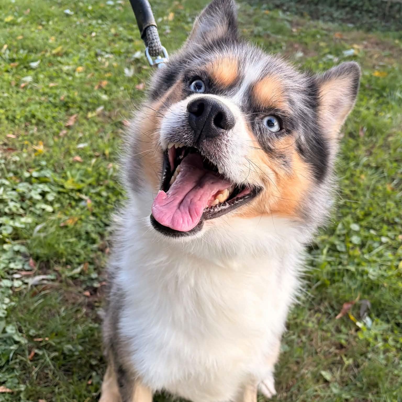 Iko, Adoptable, Adult Male Husky & Pomeranian.