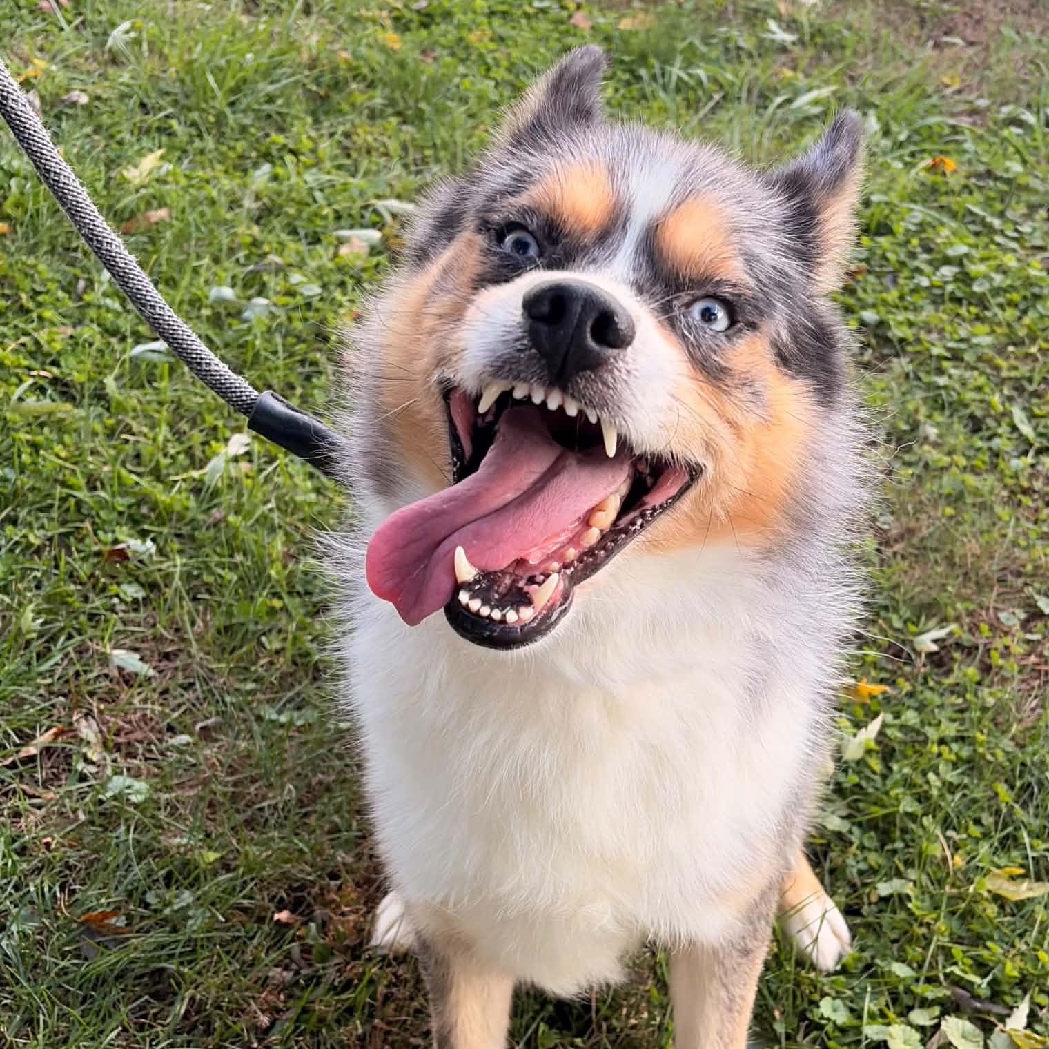 Enlarge Iko, a Adoptable mixed breed in Waterloo, IA image 3/3