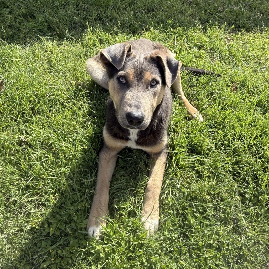 Enlarge Tonio, a Adoptable mixed breed in Brenham, TX image 3/6