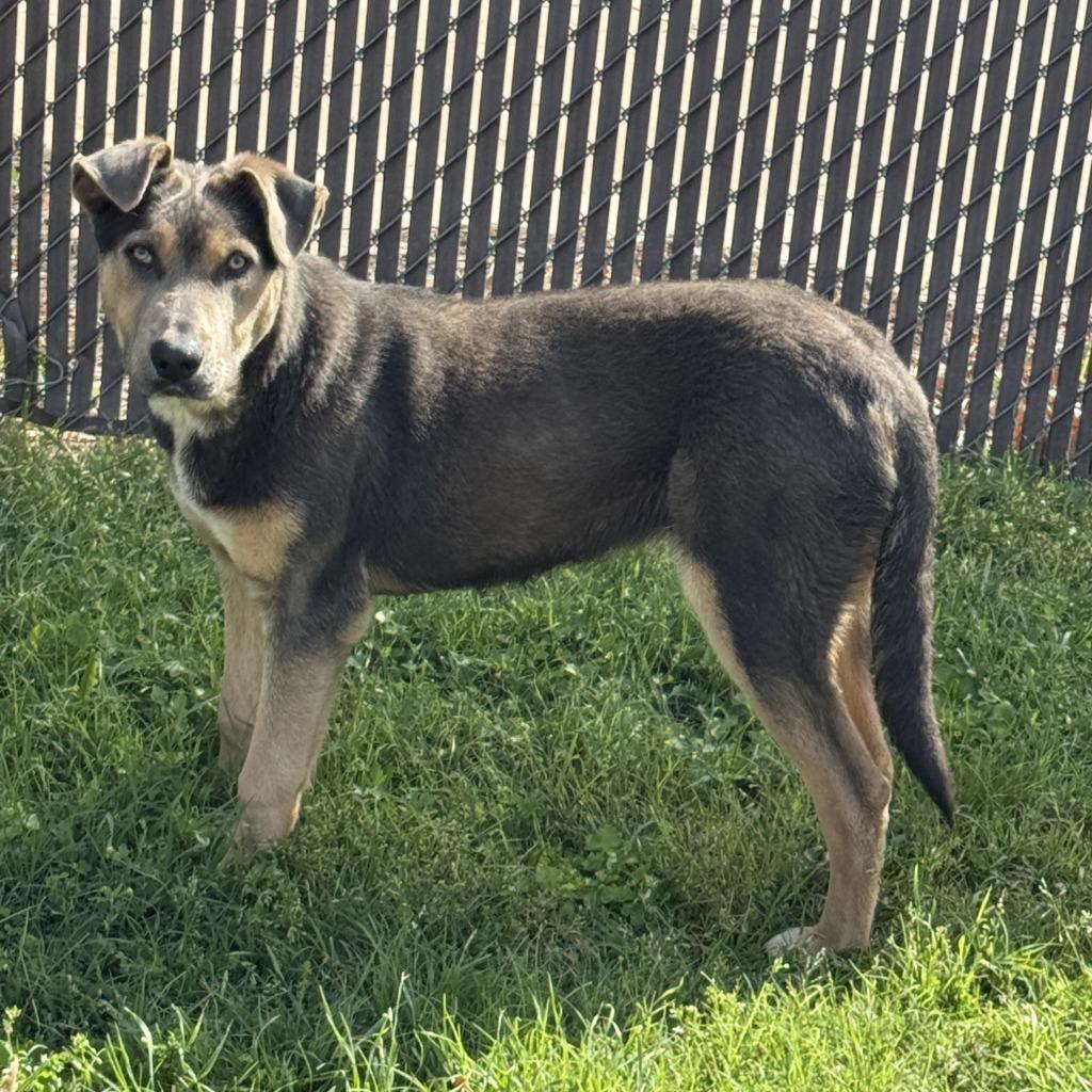 Enlarge Tonio, a Adoptable mixed breed in Brenham, TX image 4/6