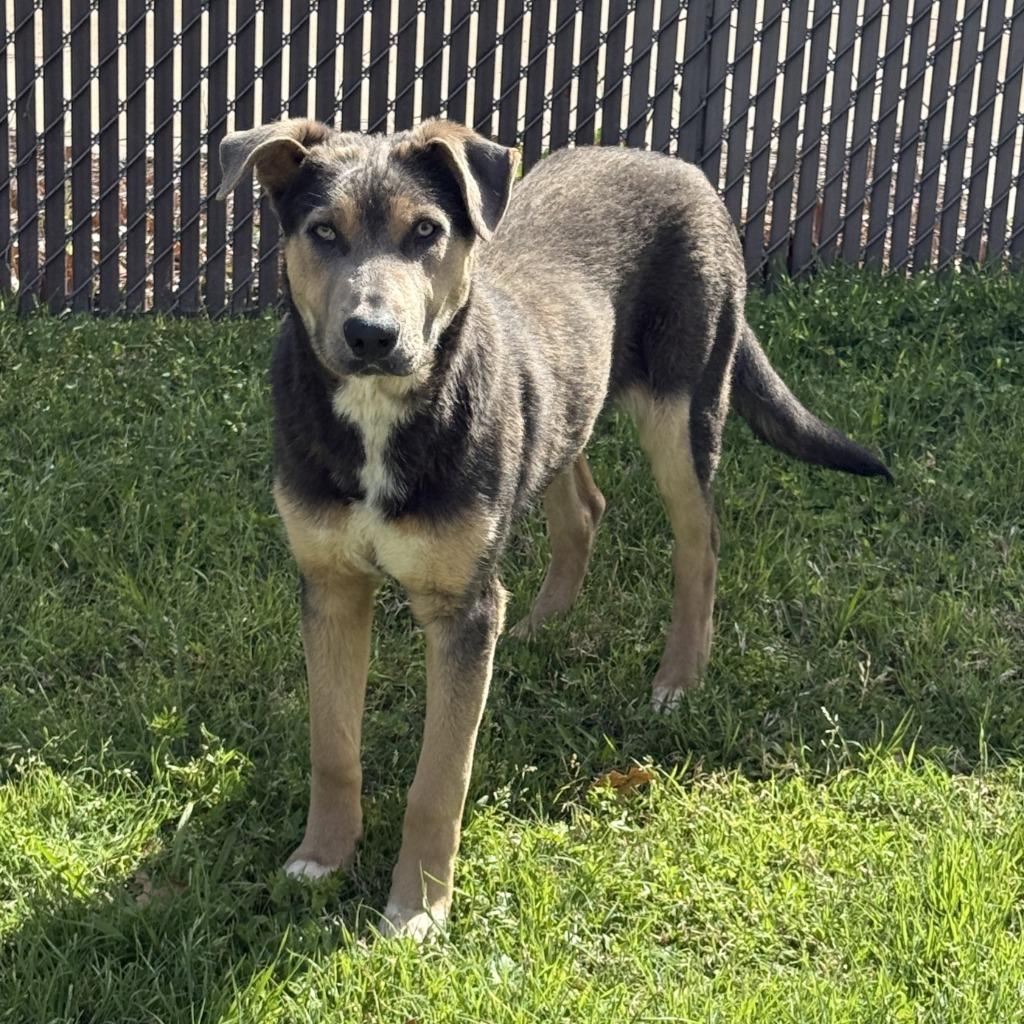 Enlarge Tonio, a Adoptable mixed breed in Brenham, TX image 5/6
