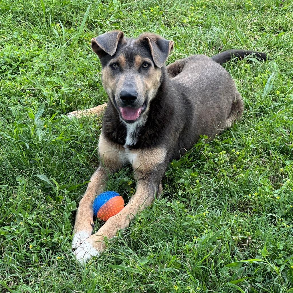 Enlarge Tonio, a Adoptable mixed breed in Brenham, TX image 2/6