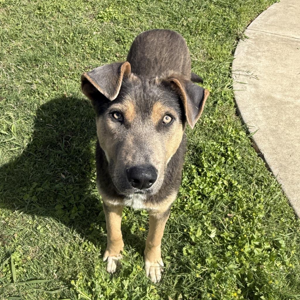 Enlarge Tonio, a Adoptable mixed breed in Brenham, TX image 6/6