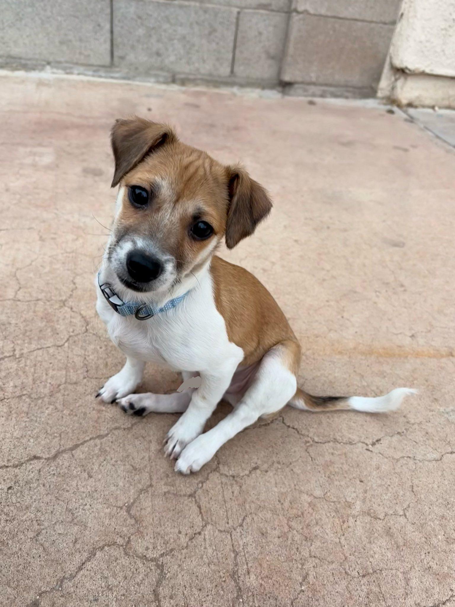 Prince Harry , ADOPTABLE, Puppy Male Jack Russell Terrier.