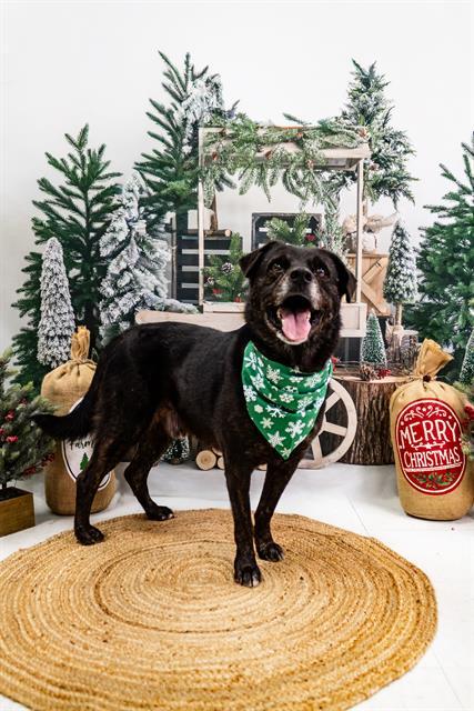 MURTAGH - BOY, Adoptable, Adult Male Australian Shepherd & Mixed Breed.