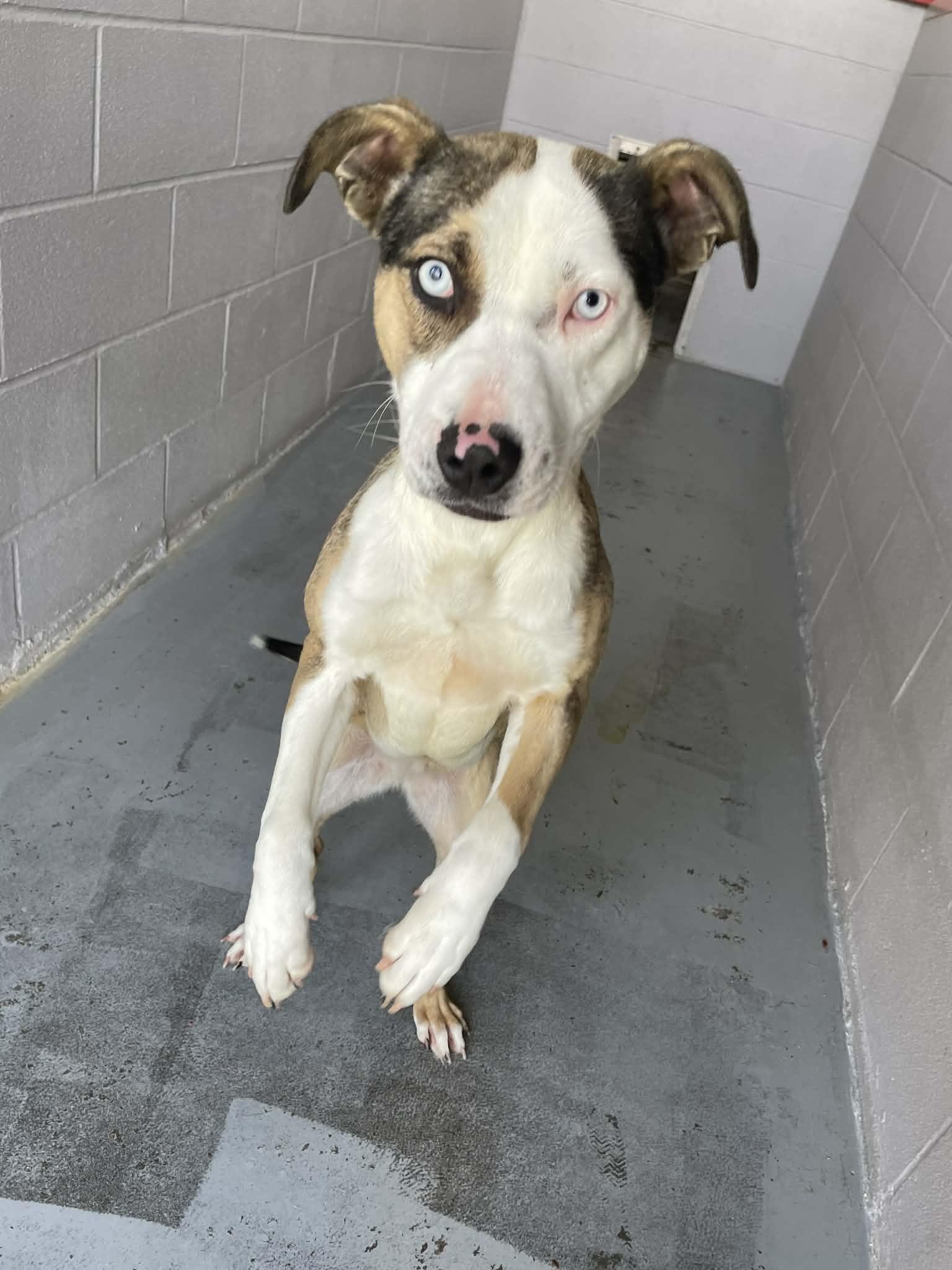 Maggie, ADOPTABLE, Young Female Pit Bull Terrier.