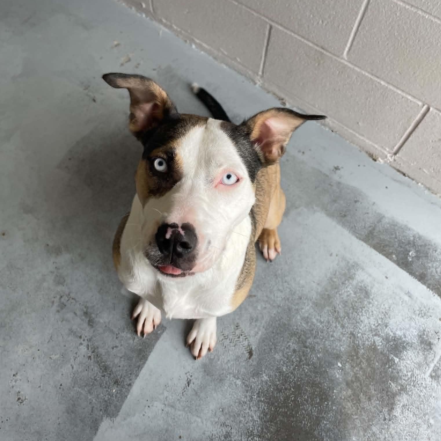 Maggie, adoptable, Young Female Pit Bull Terrier.
