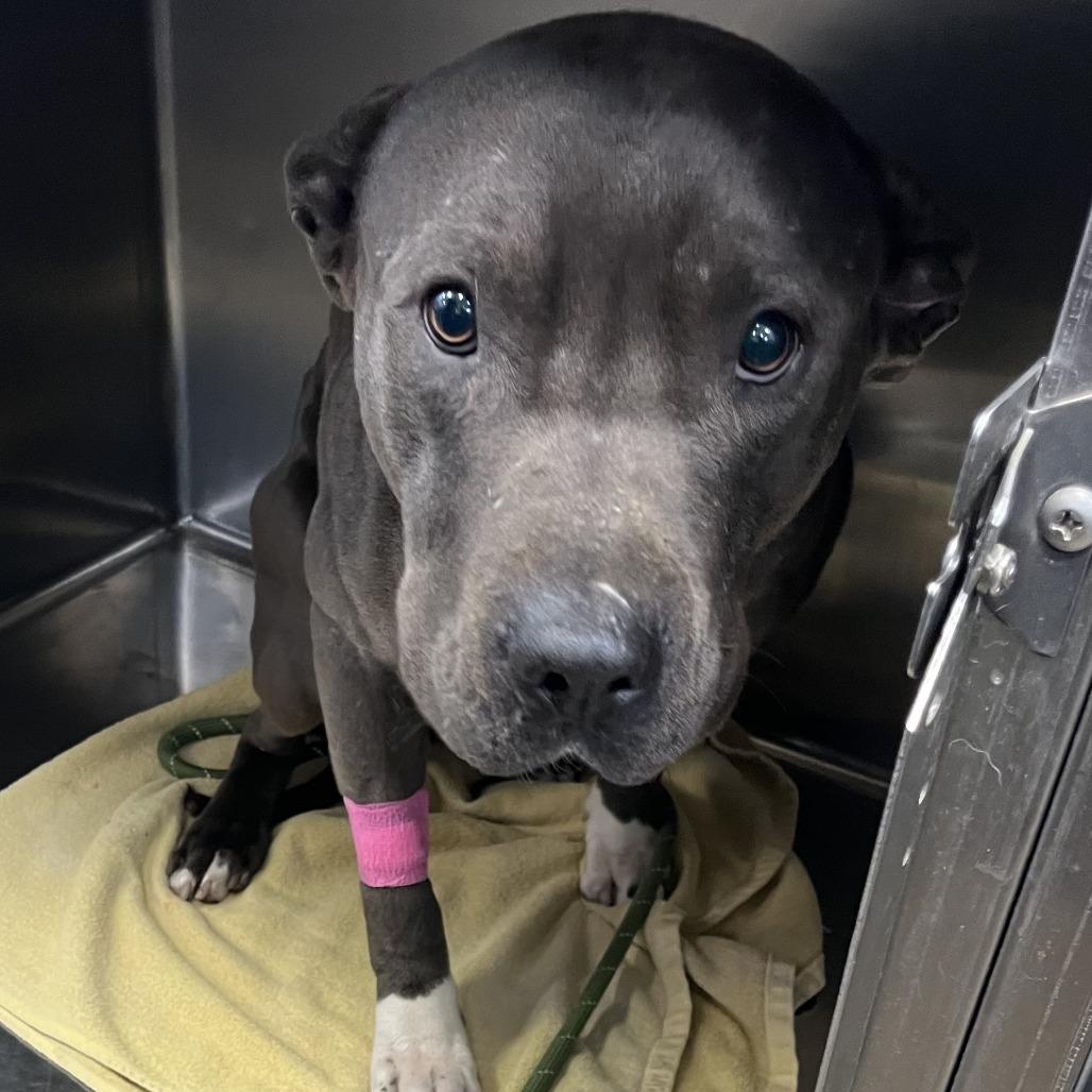 Hendrixx, a Adoptable Mixed Breed in Memphis, TN image 2/2