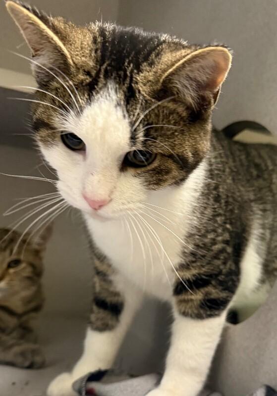 Ike, Adoptable, Young Male Domestic Short Hair.