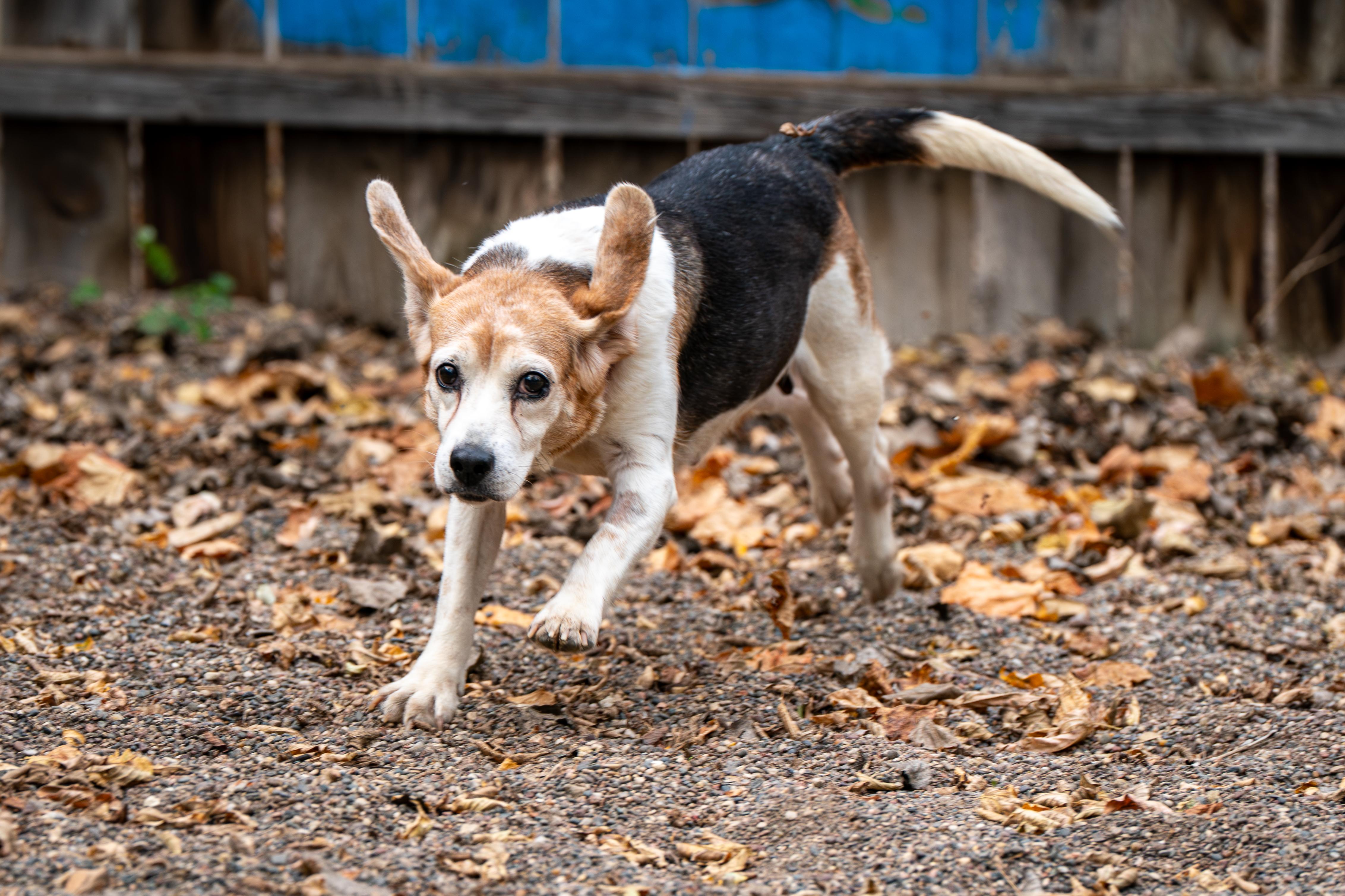 Pringles, a Beagle