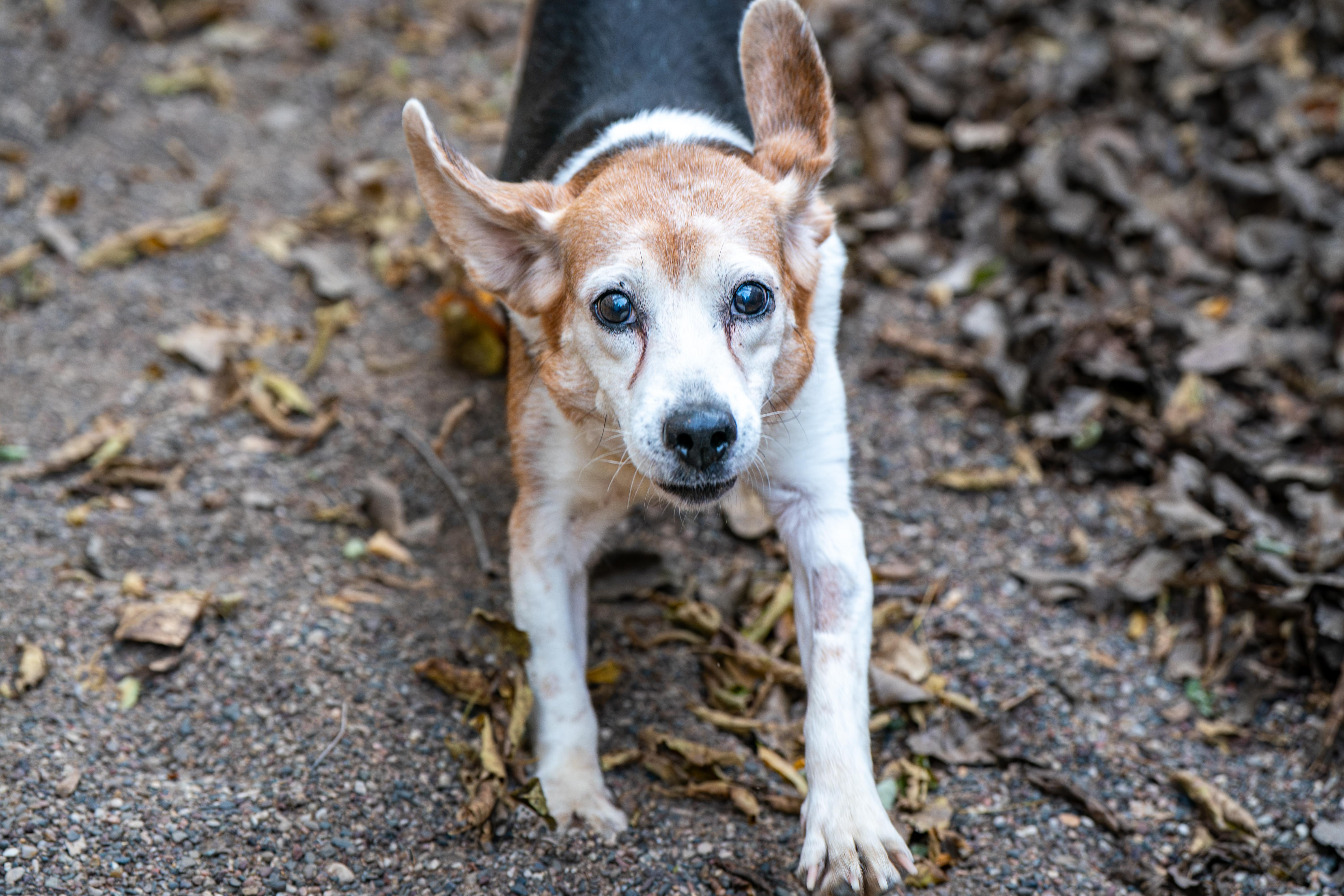 Enlarge Pringles, a Adoptable Beagle in Red Wing, MN image 3/6