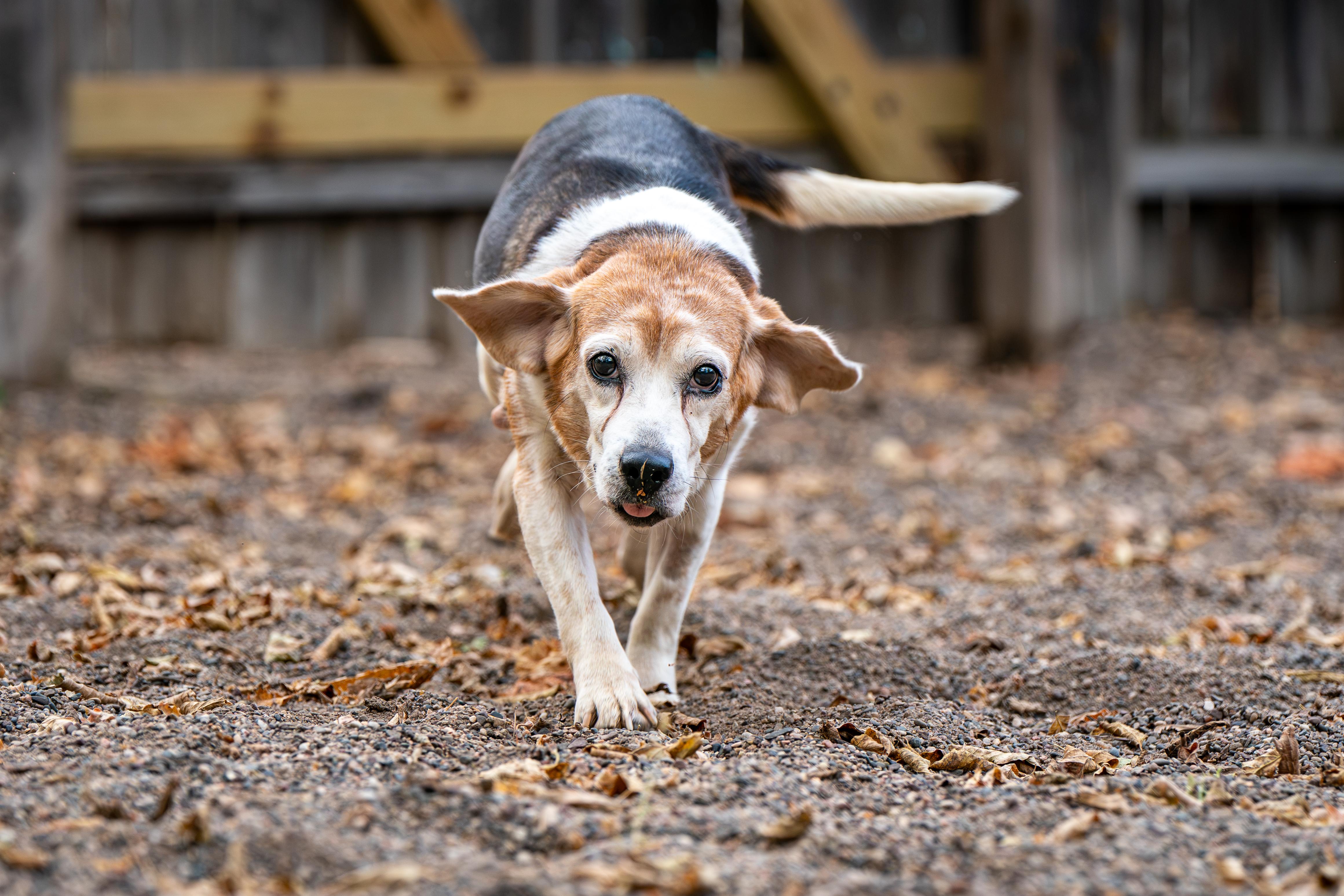 Enlarge Pringles, a Adoptable Beagle in Red Wing, MN image 4/6