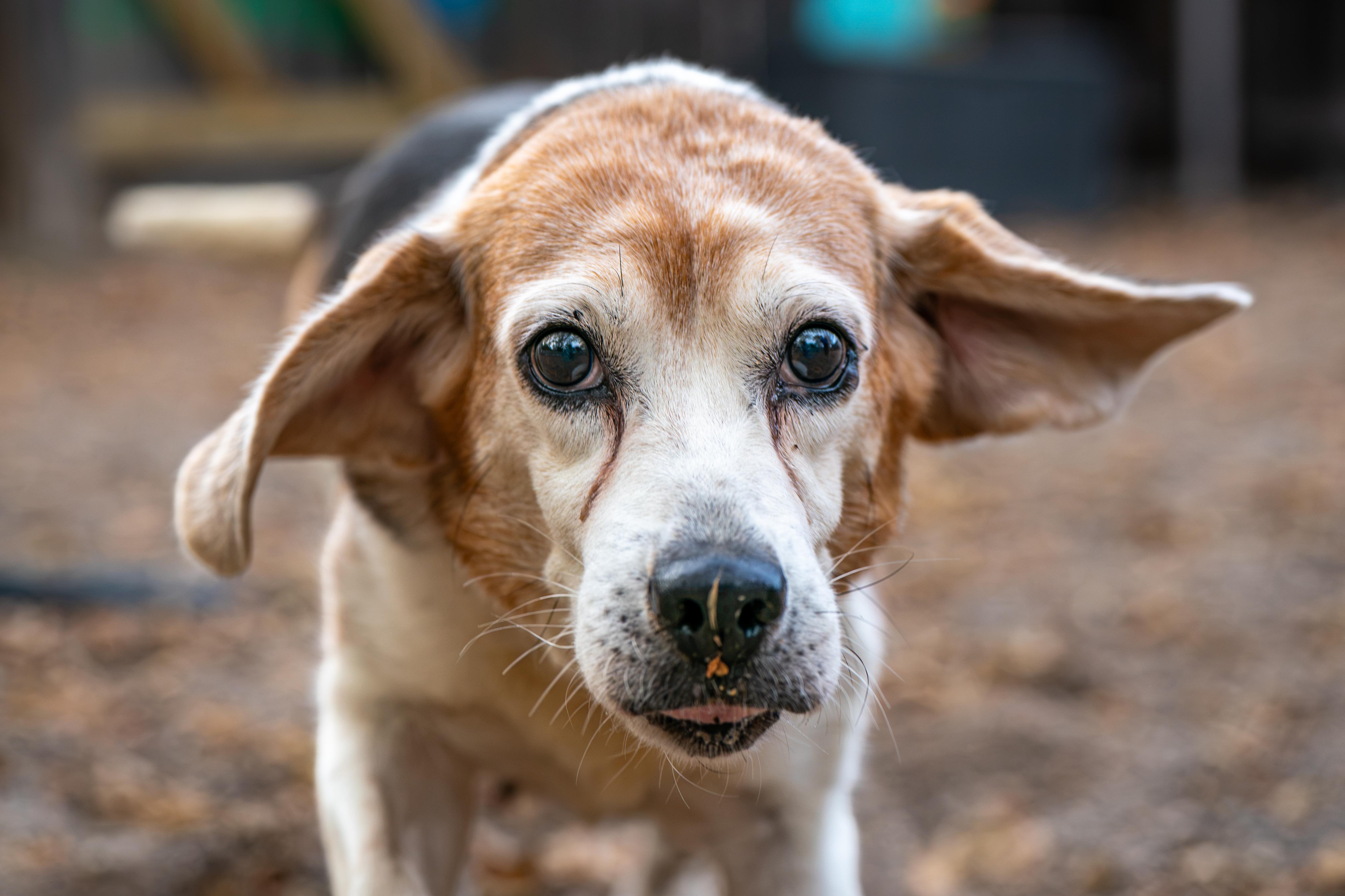 Enlarge Pringles, a Adoptable Beagle in Red Wing, MN image 6/6