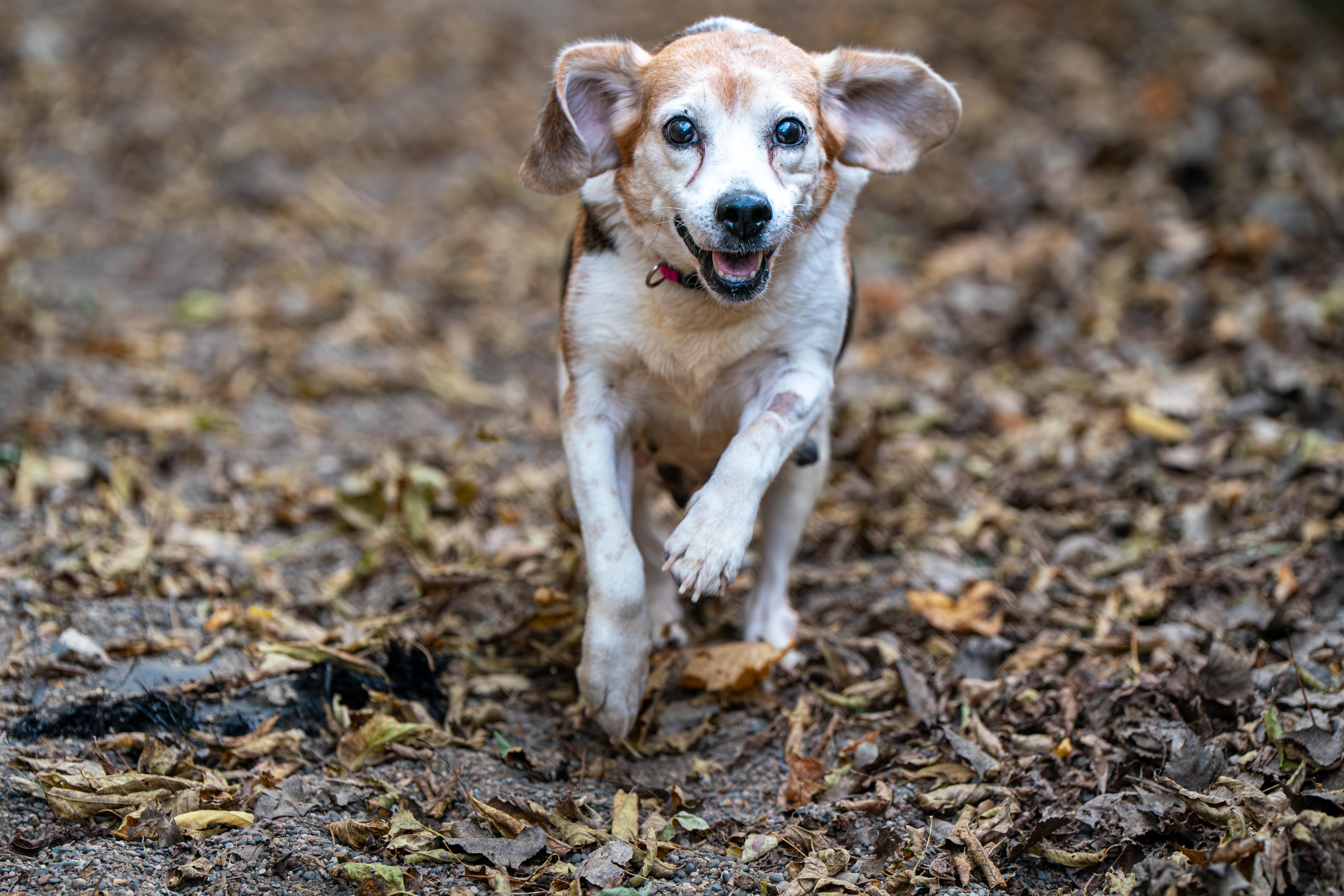 Enlarge Pringles, a Adoptable Beagle in Red Wing, MN image 2/6